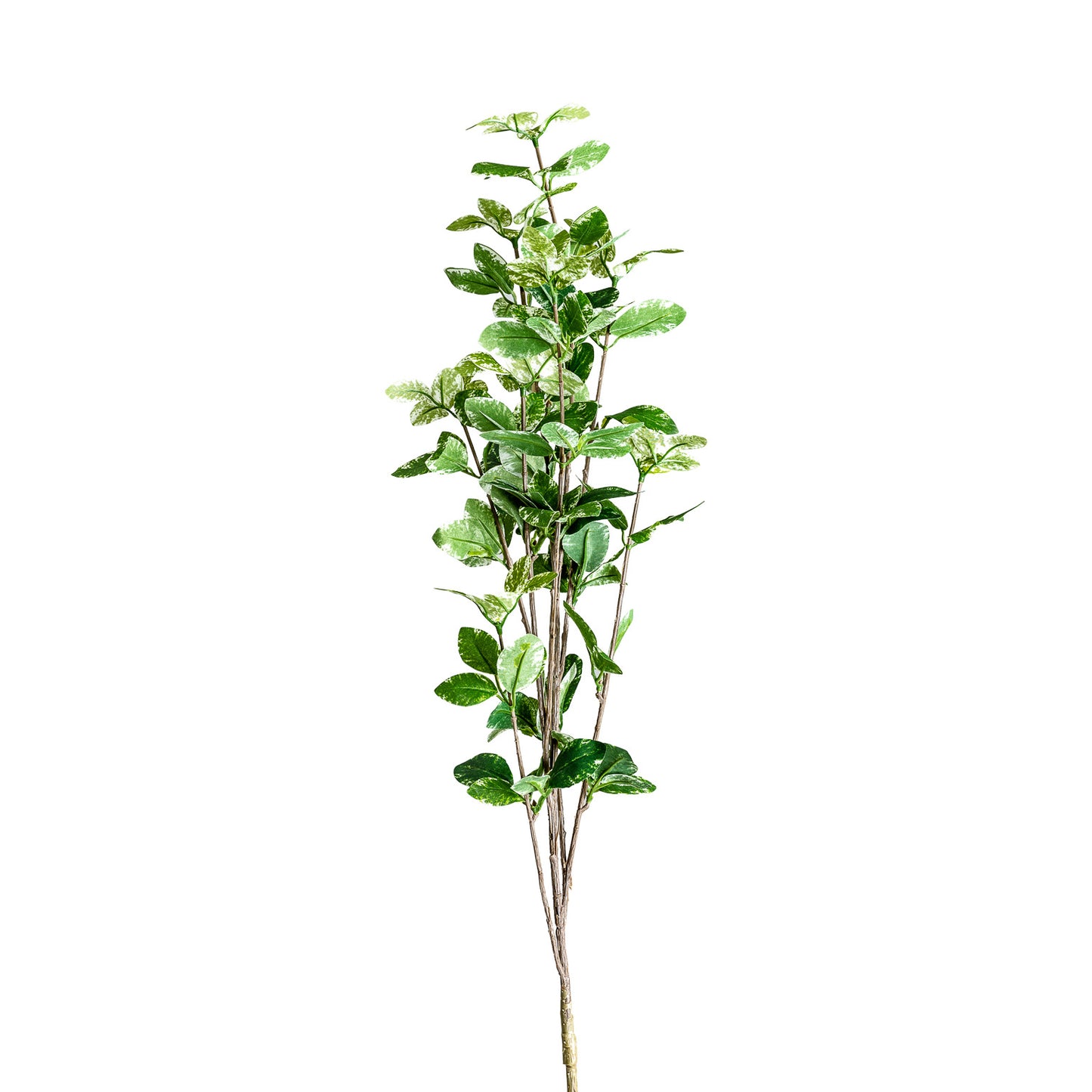 Ficus Plant Klassiek 10x10x88 cm
