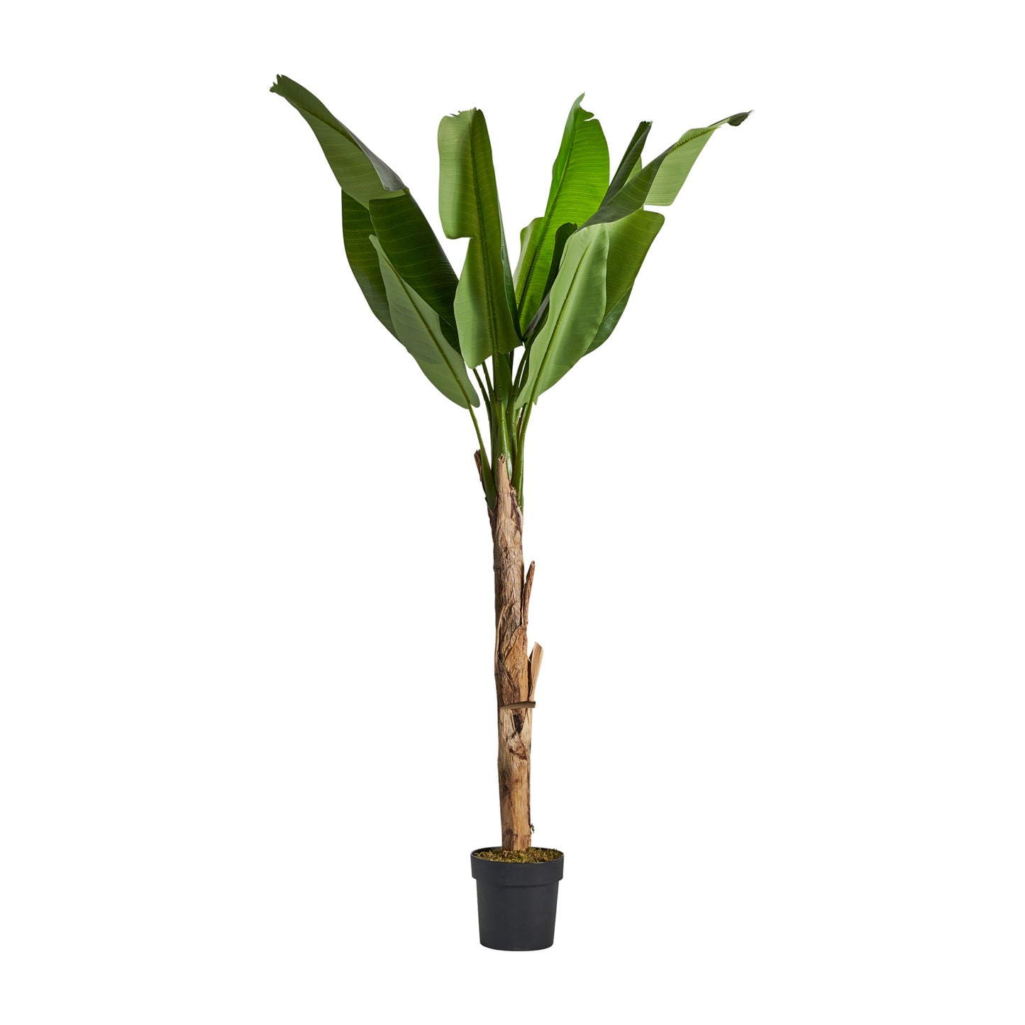 Bananera Plant Colonial 60x60x165 cm