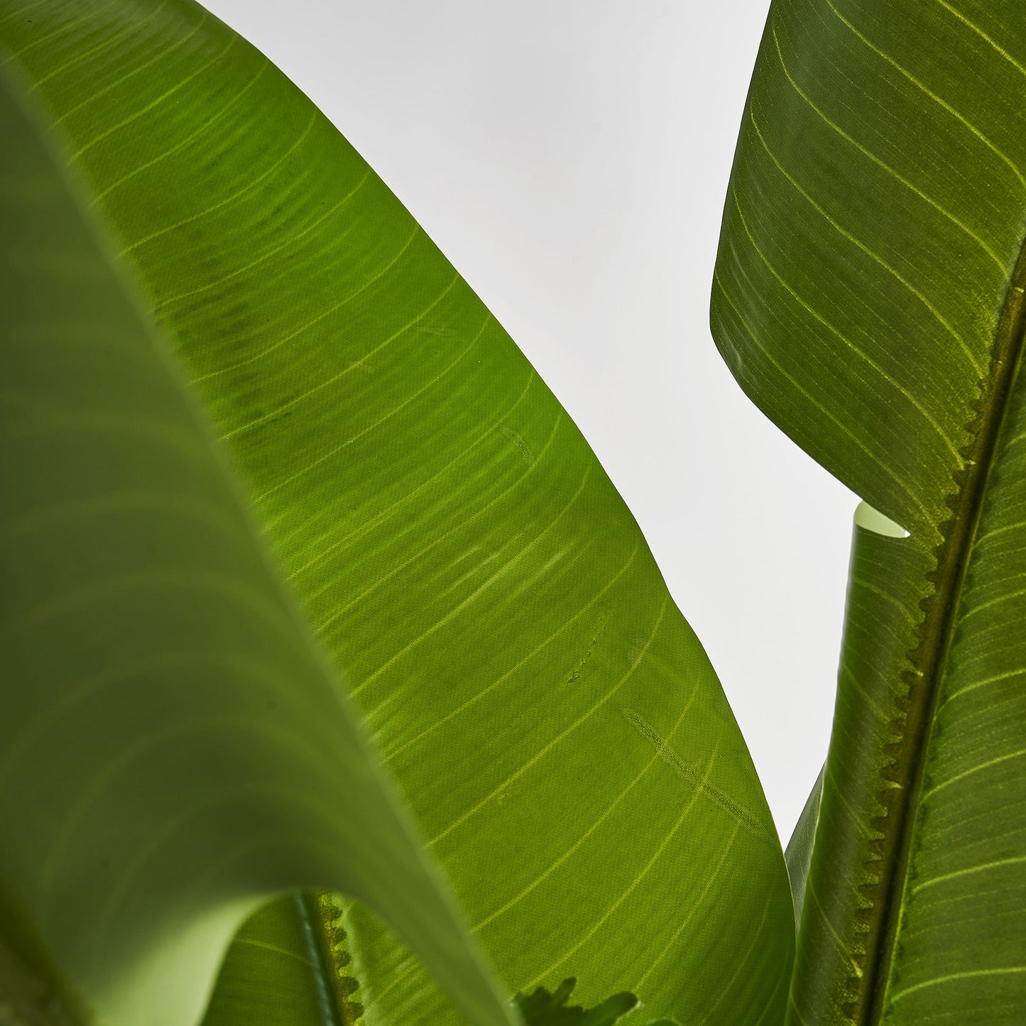 Bananera Plant Koloniaal 60x60x135 cm