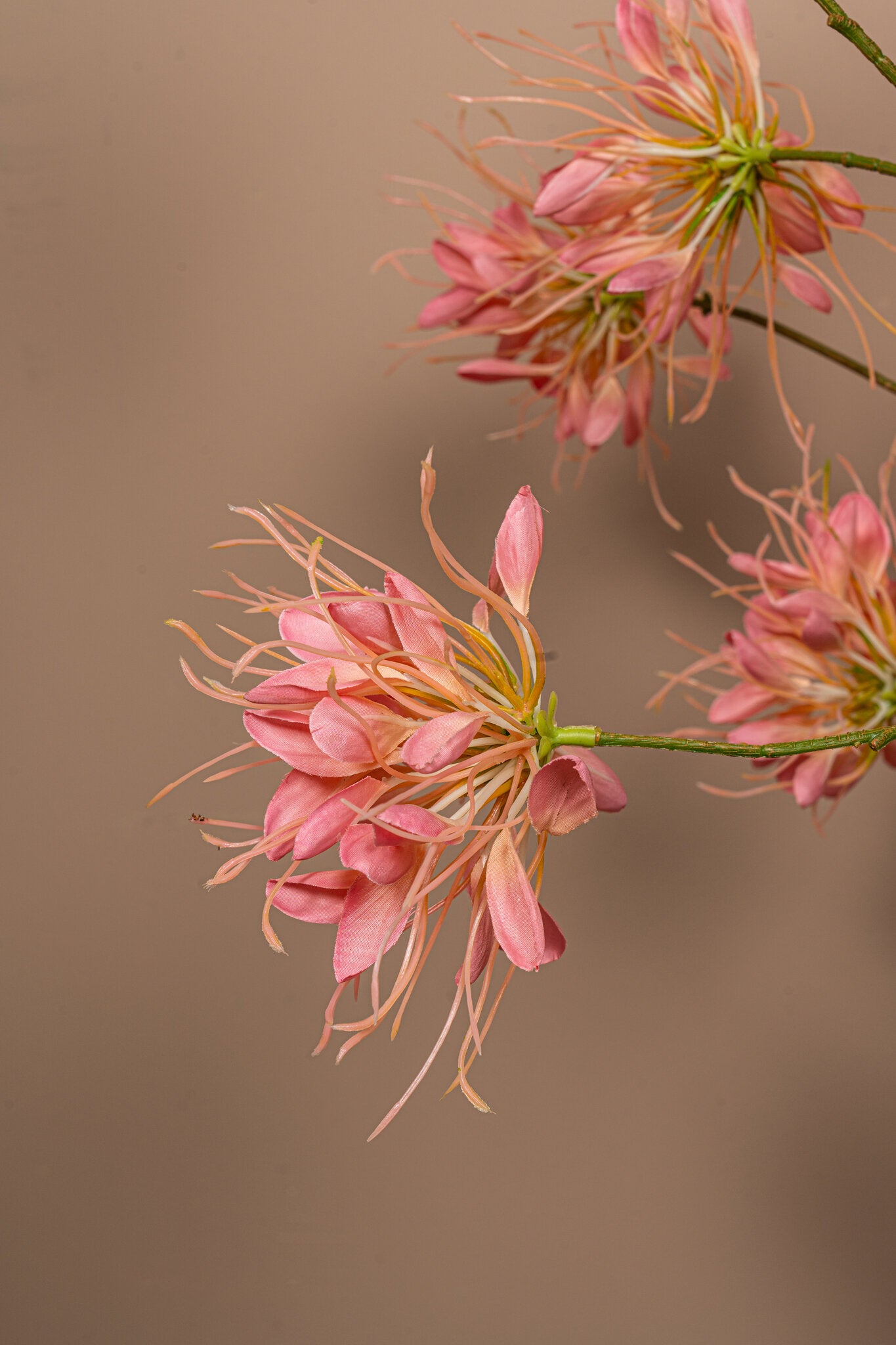 Garden Flower Roze Spinnenbloem Spray - Set van 12 94x50x26 cm