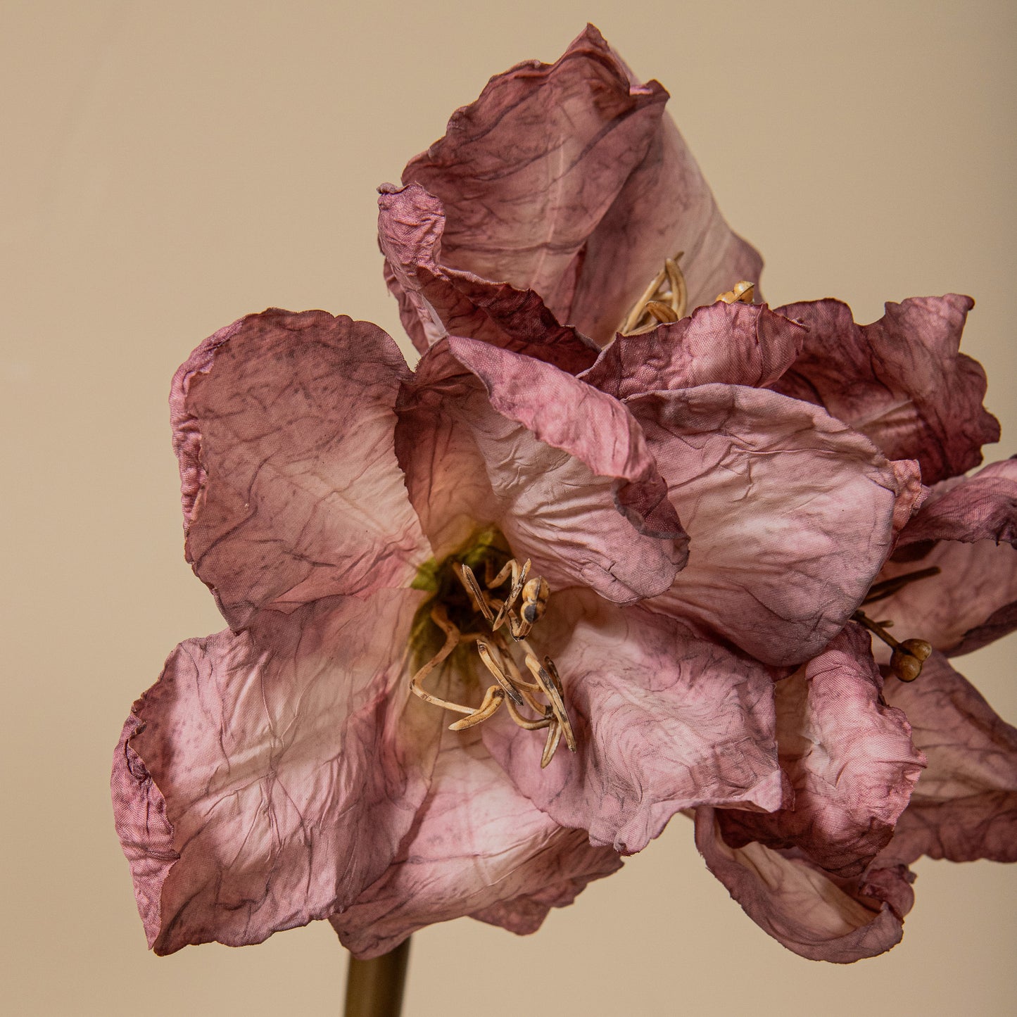 Amaryllis Bloem Oranje Amaryllis Tak - Set van 12 65x18x19 cm