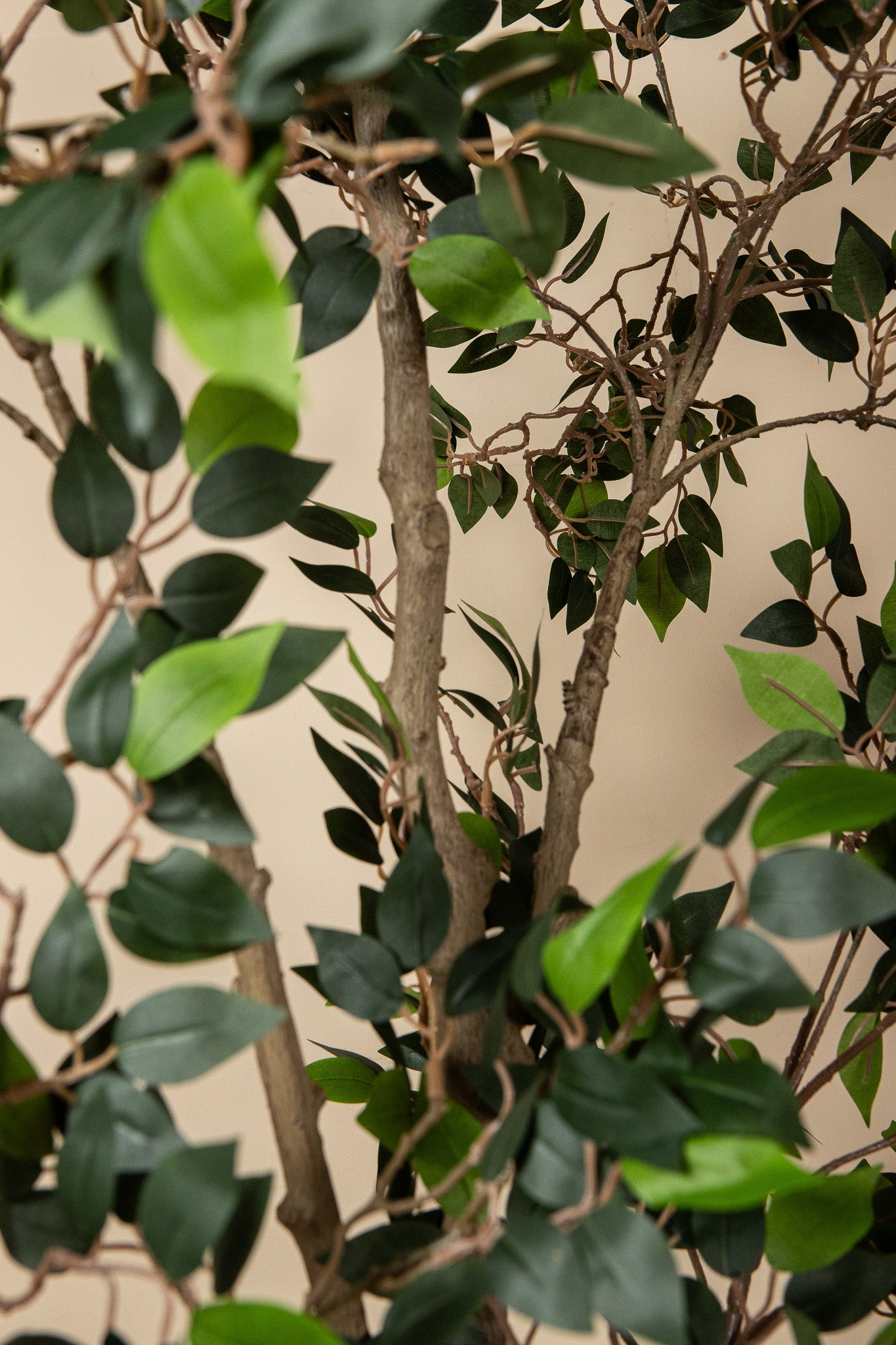 Tree Green Ficus Benjamina Plant 185x90x90 cm
