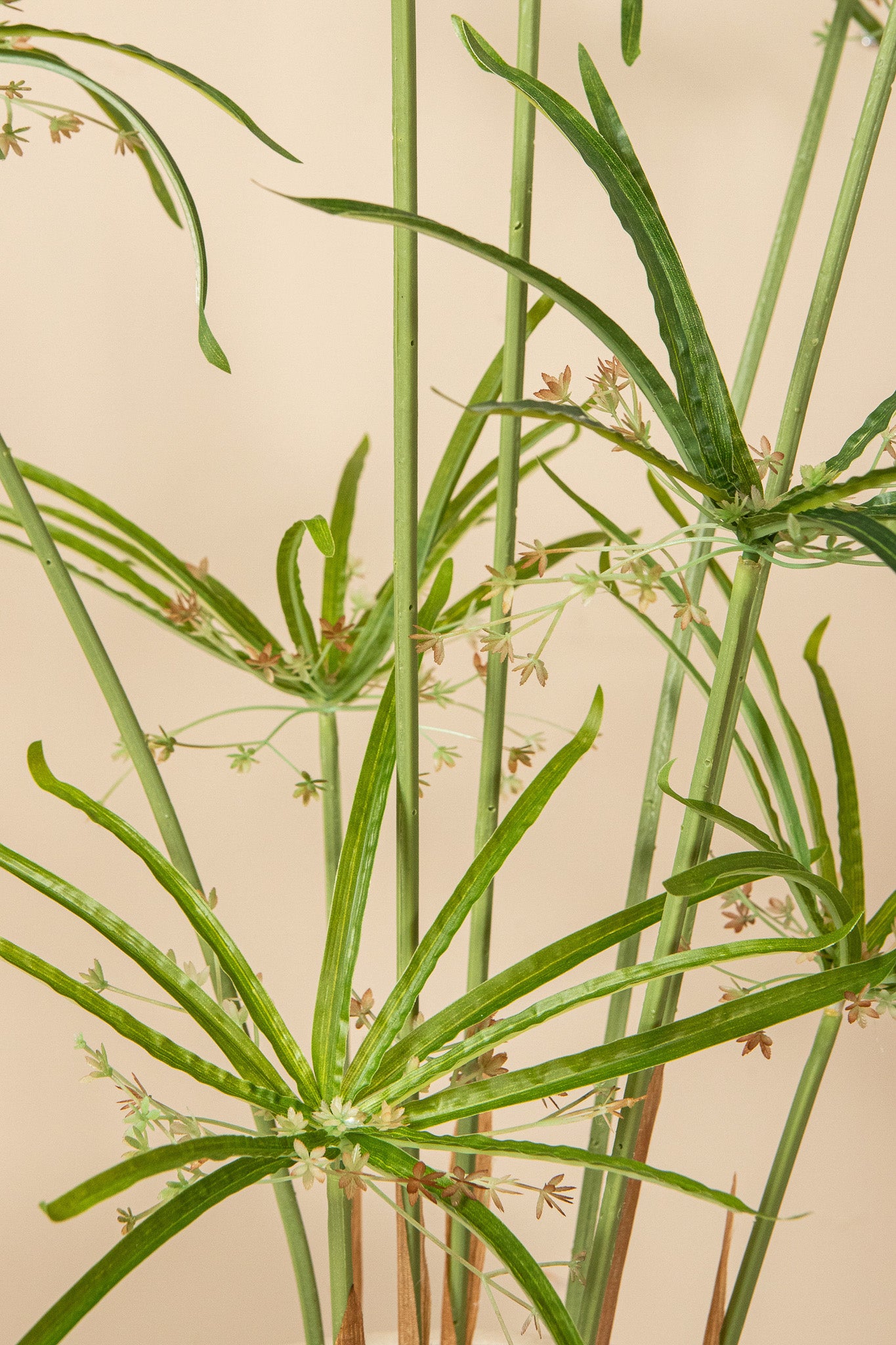 Leaves Plant Groene Papyrus Plant In Pot 90x46x46 cm