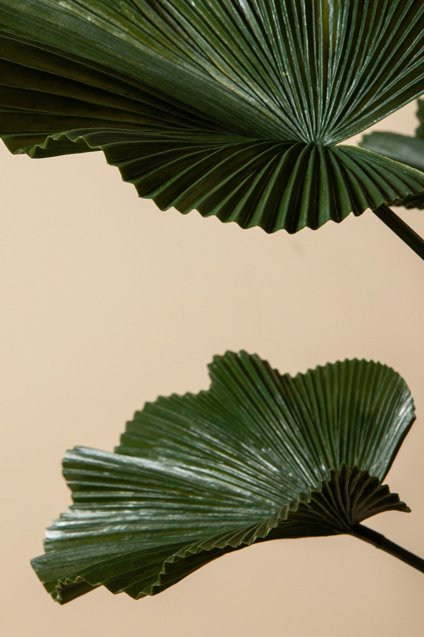 Leaves Plant Donkergroene Licuala Plant In Pot 90x77x77 cm
