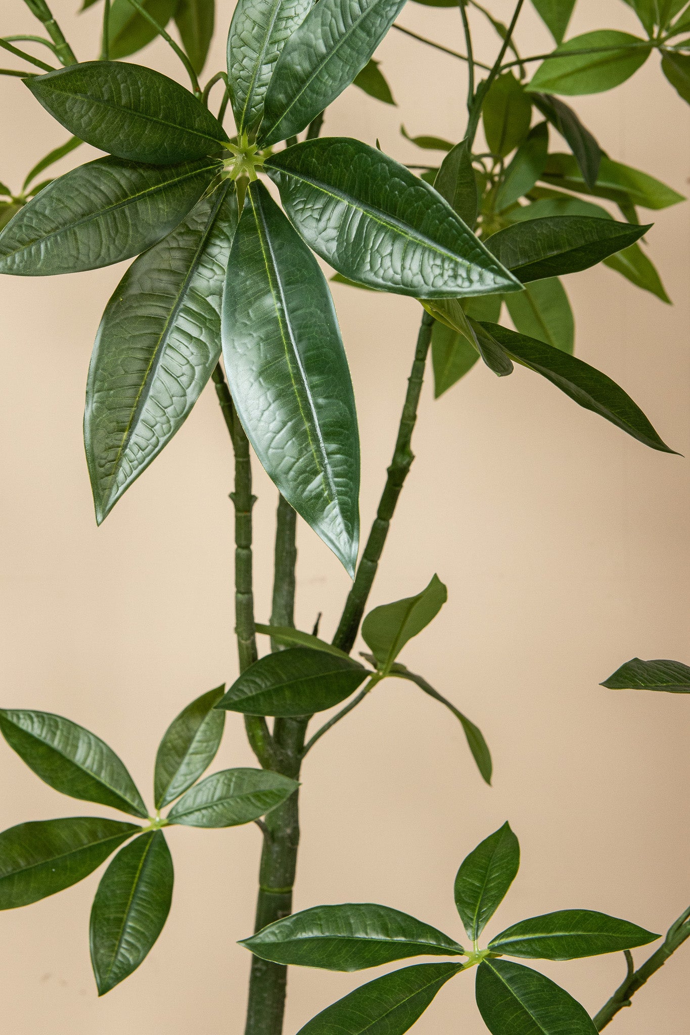 Leaves Plant Groene Pachira Plant In Pot 150x75x75 cm