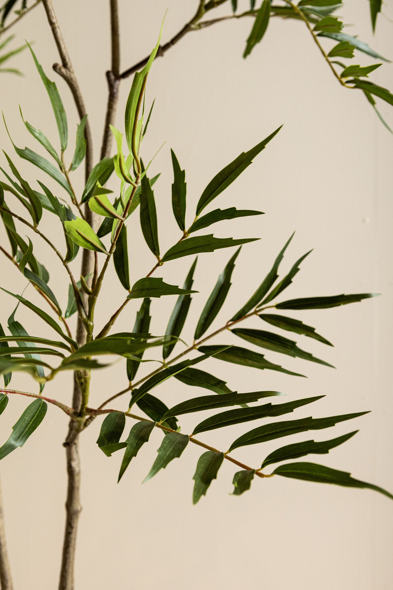 Tree Groen Mahonia Fortunei Boom in Zwarte Pot S 148x80x80 cm