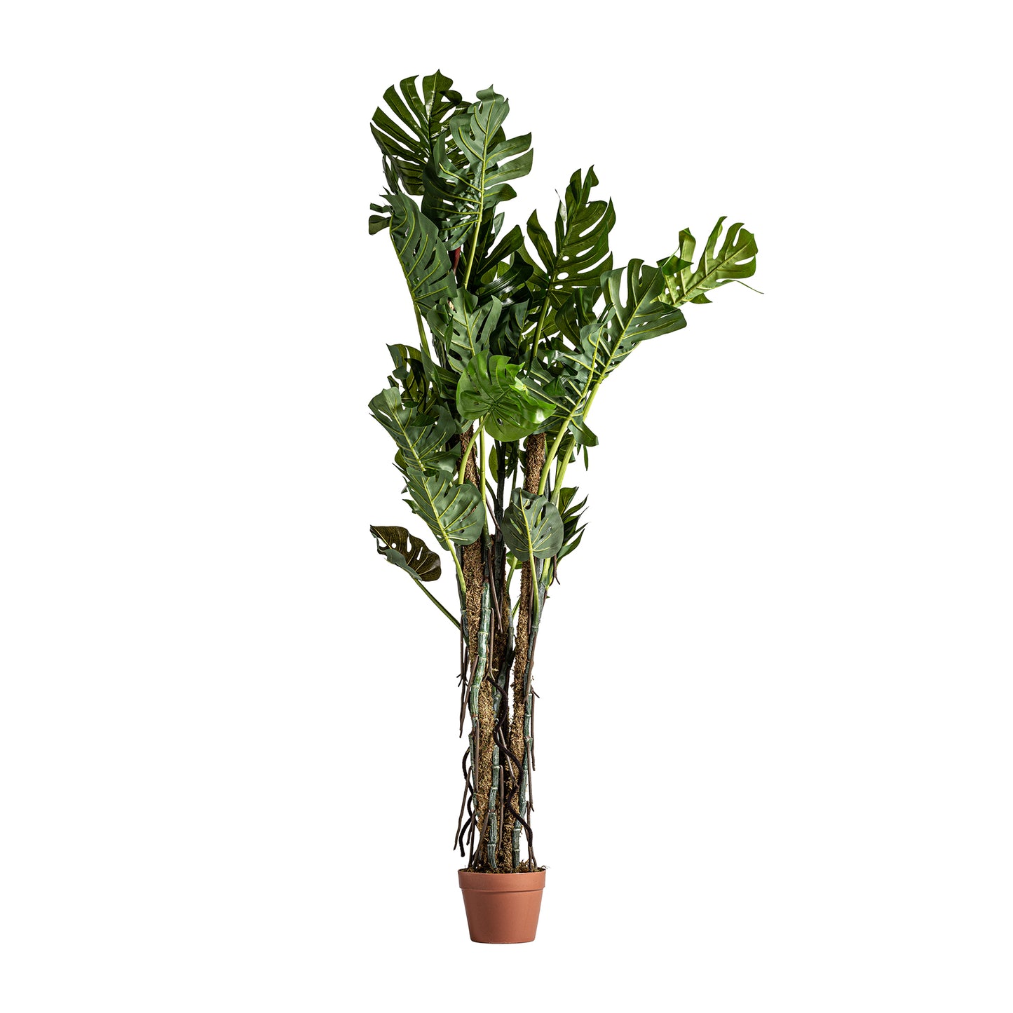 Split Philo Plant Shabby Chic 28x28x180 cm