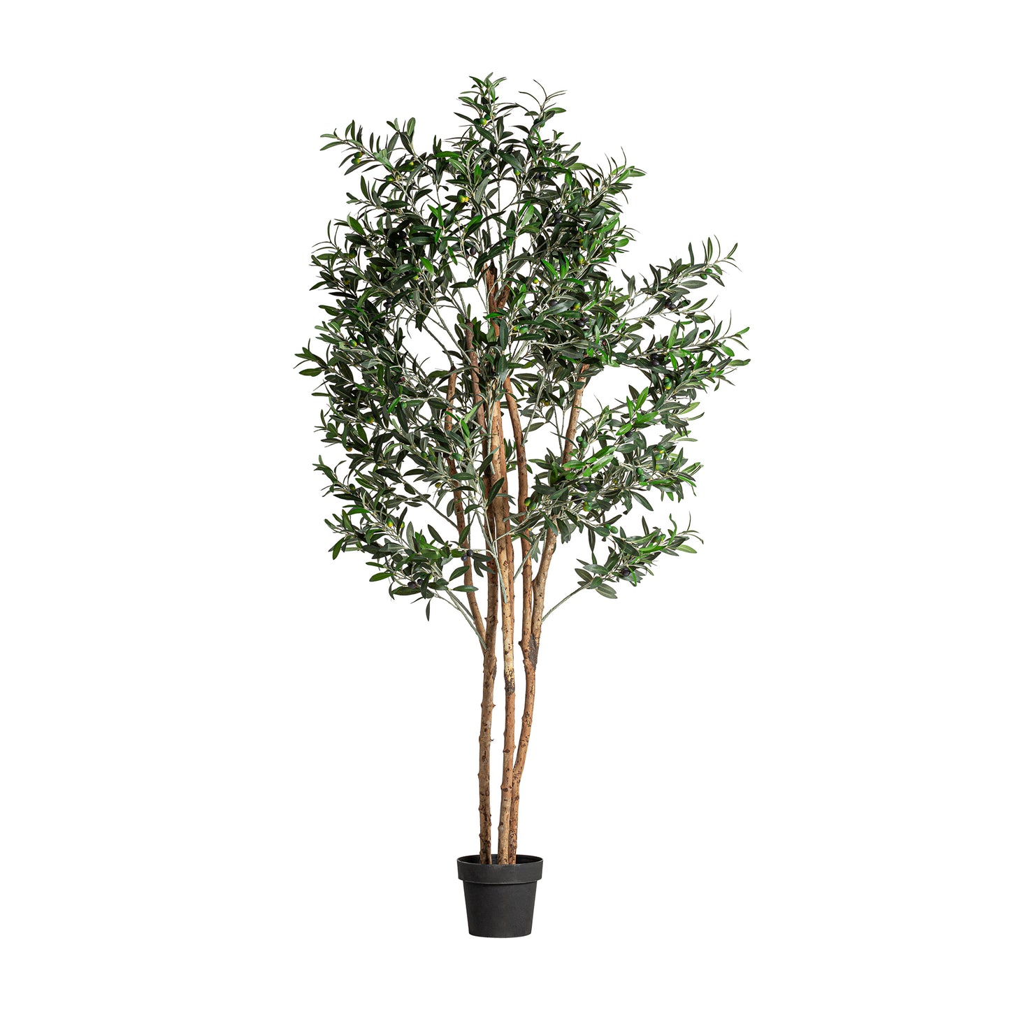 Olivo Plant Shabby Chic 60x60x190 cm