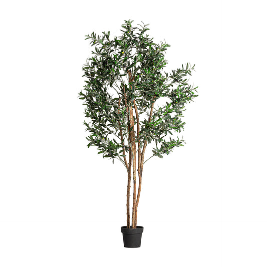 Olivo Plant Shabby Chic 60x60x190 cm