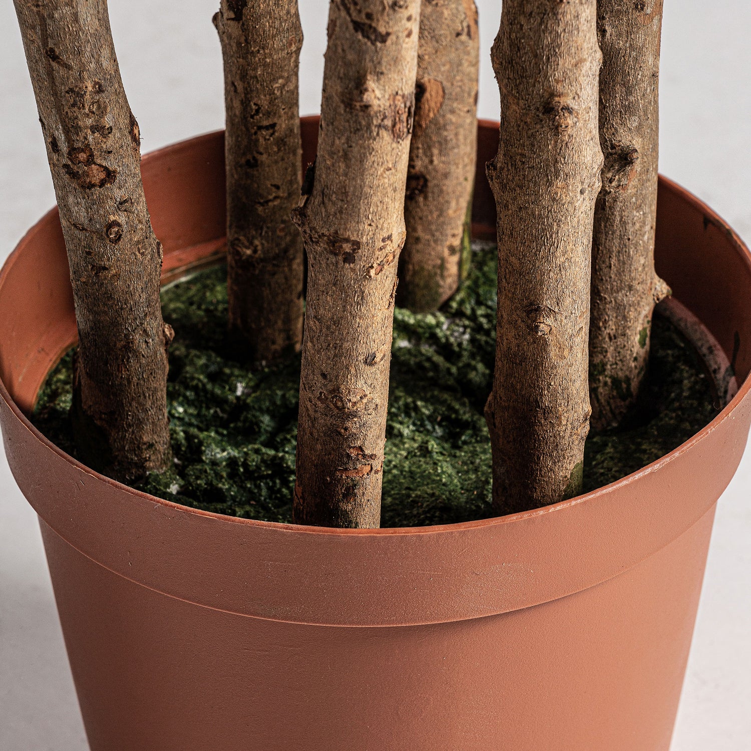 Olivo Plant Shabby Chic 60x50x205 cm