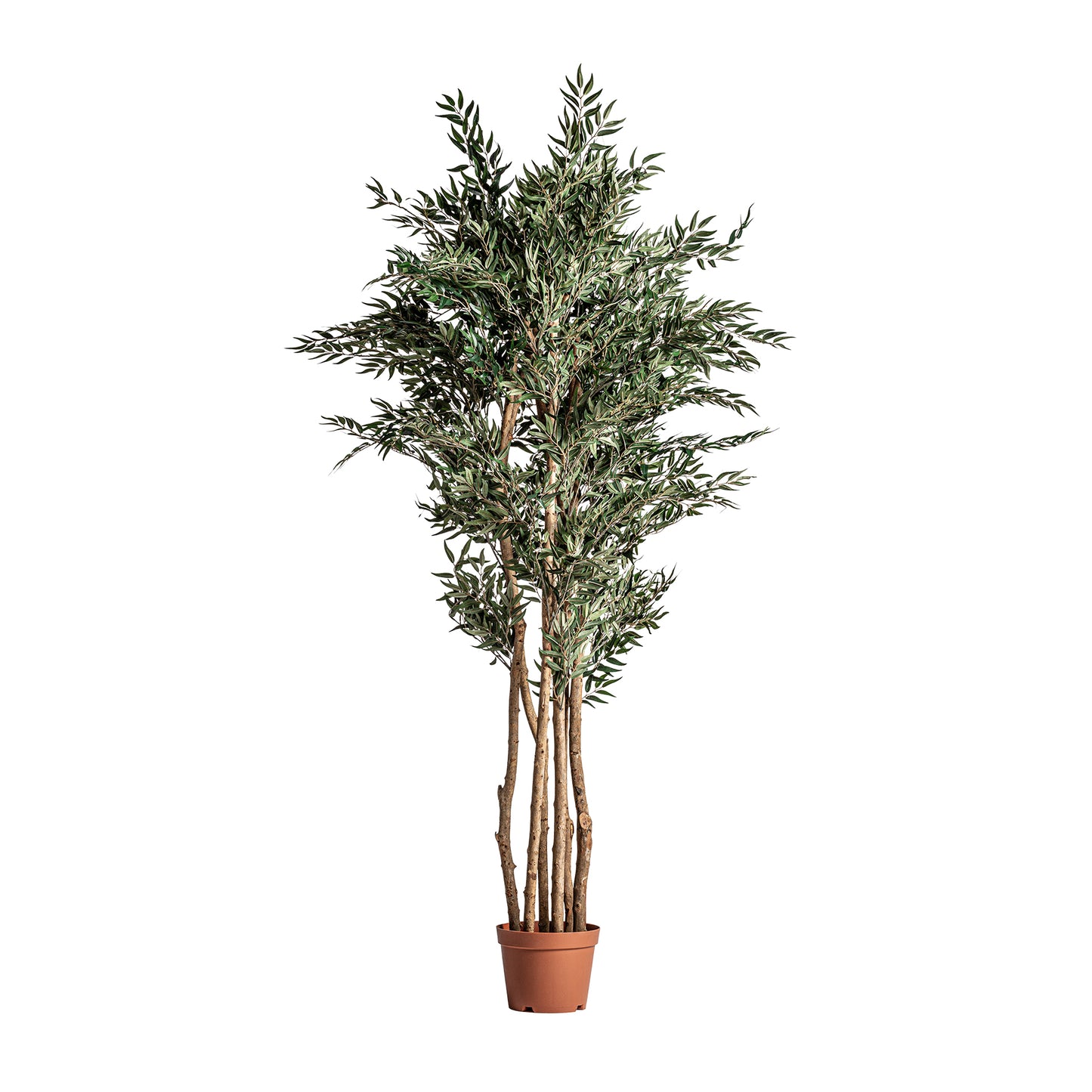 Olivo Plant Shabby Chic 60x50x205 cm