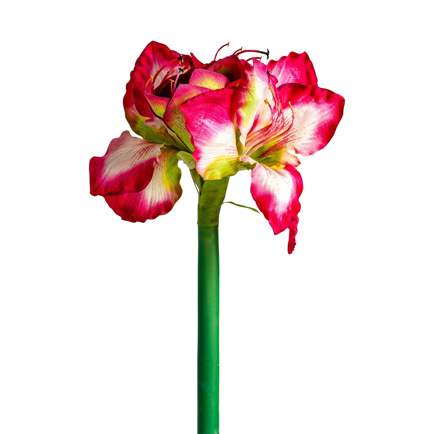 Amaryllis Bloem Fuchsia 0x0x73 cm