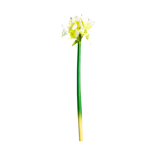 Amaryllis Bloem Wit 0x0x73 cm