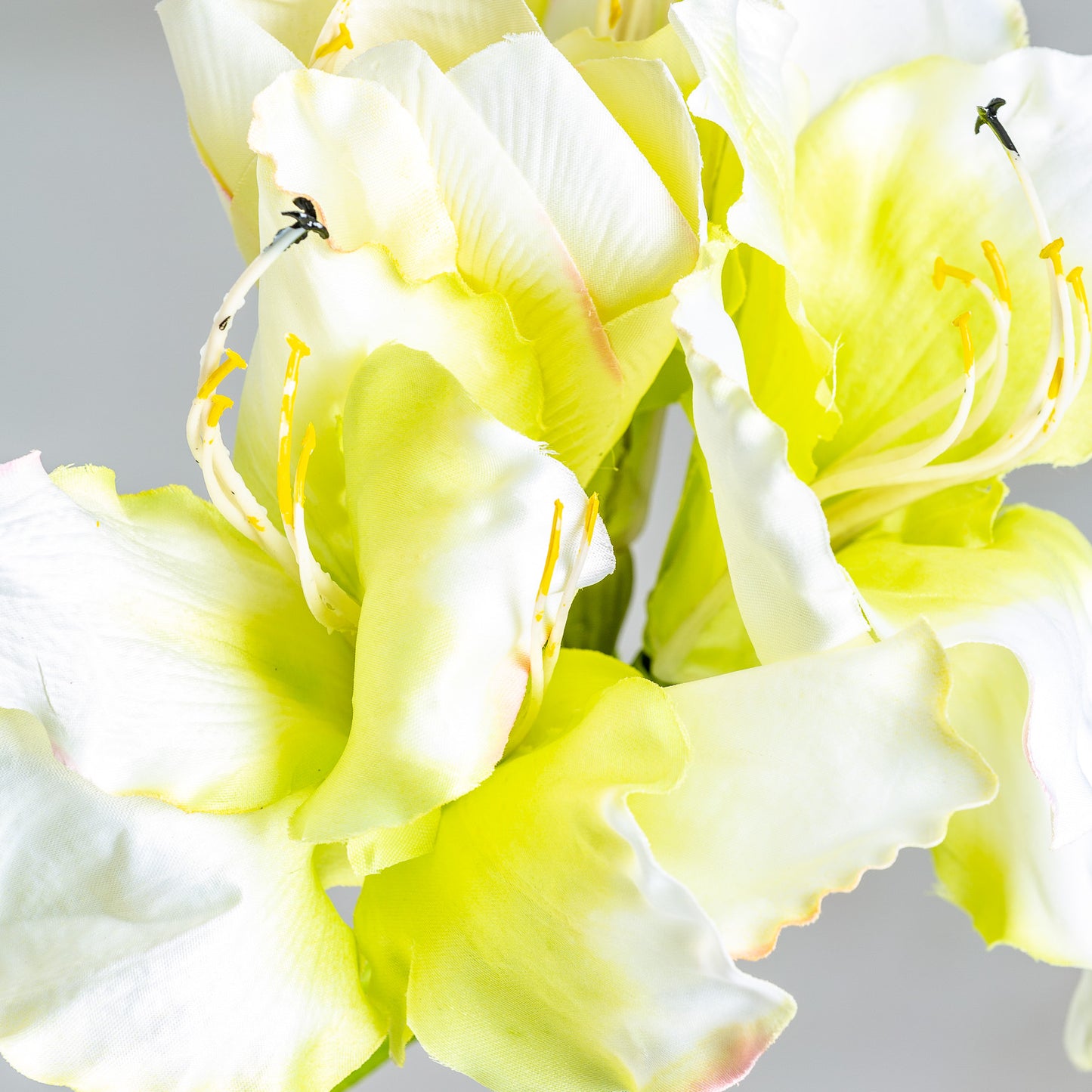 Amaryllis Bloem Wit 0x0x73 cm