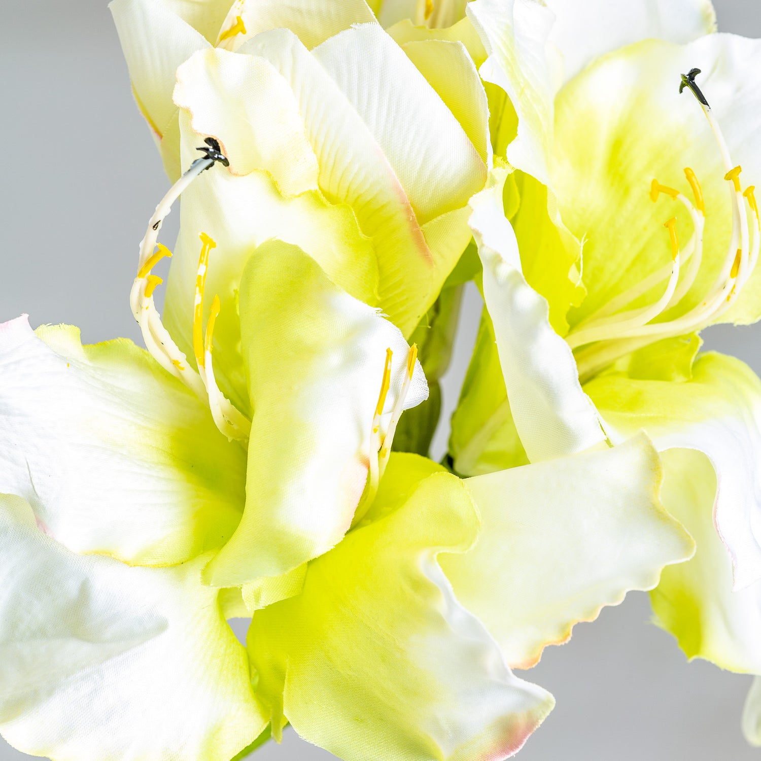 Amaryllis Bloem Wit 0x0x73 cm