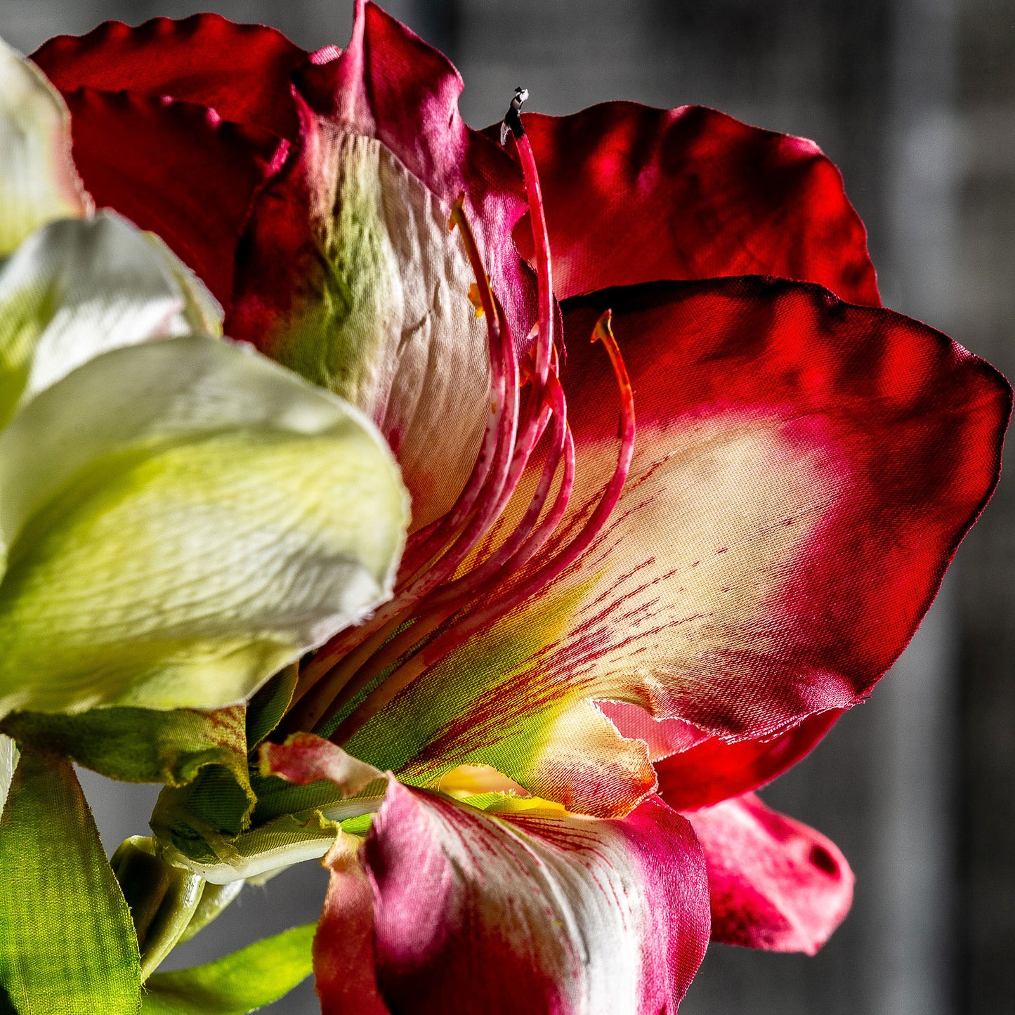 Amaryllis Bloem Wit 0x0x73 cm