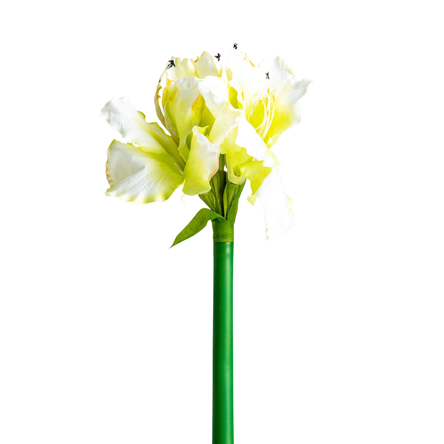Amaryllis Bloem Wit 0x0x73 cm