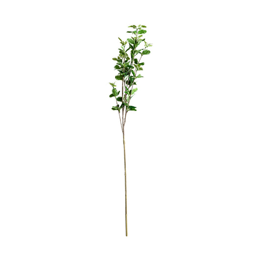 Ficus Plant Klassiek 10x10x88 cm