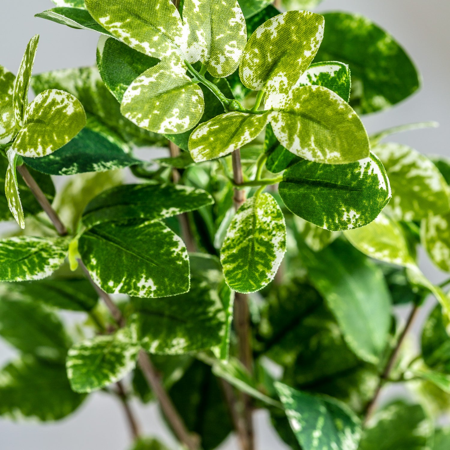 Ficus Plant Klassiek 10x10x88 cm