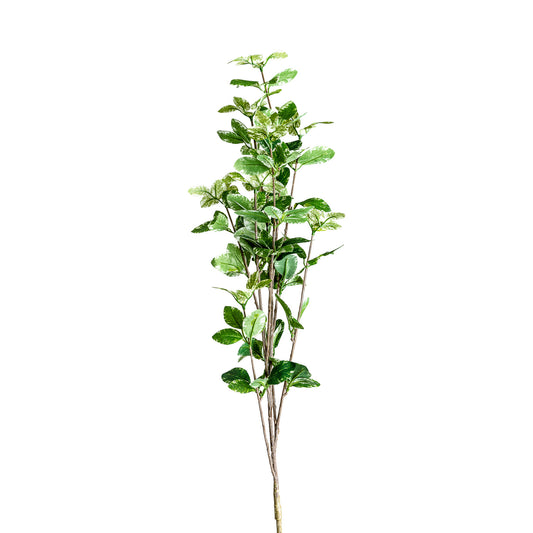 Ficus Plant Klassiek 10x10x88 cm