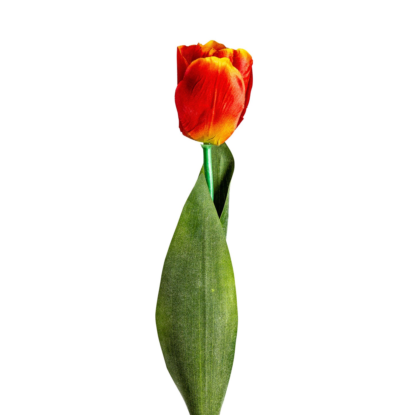 Tulpenbloem Oranje 0x0x64 cm