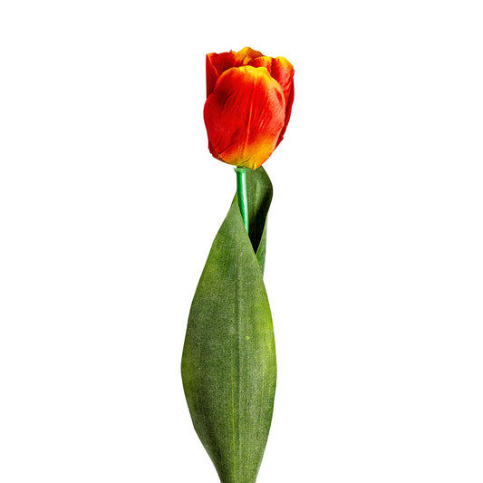 Tulpenbloem Oranje 0x0x64 cm
