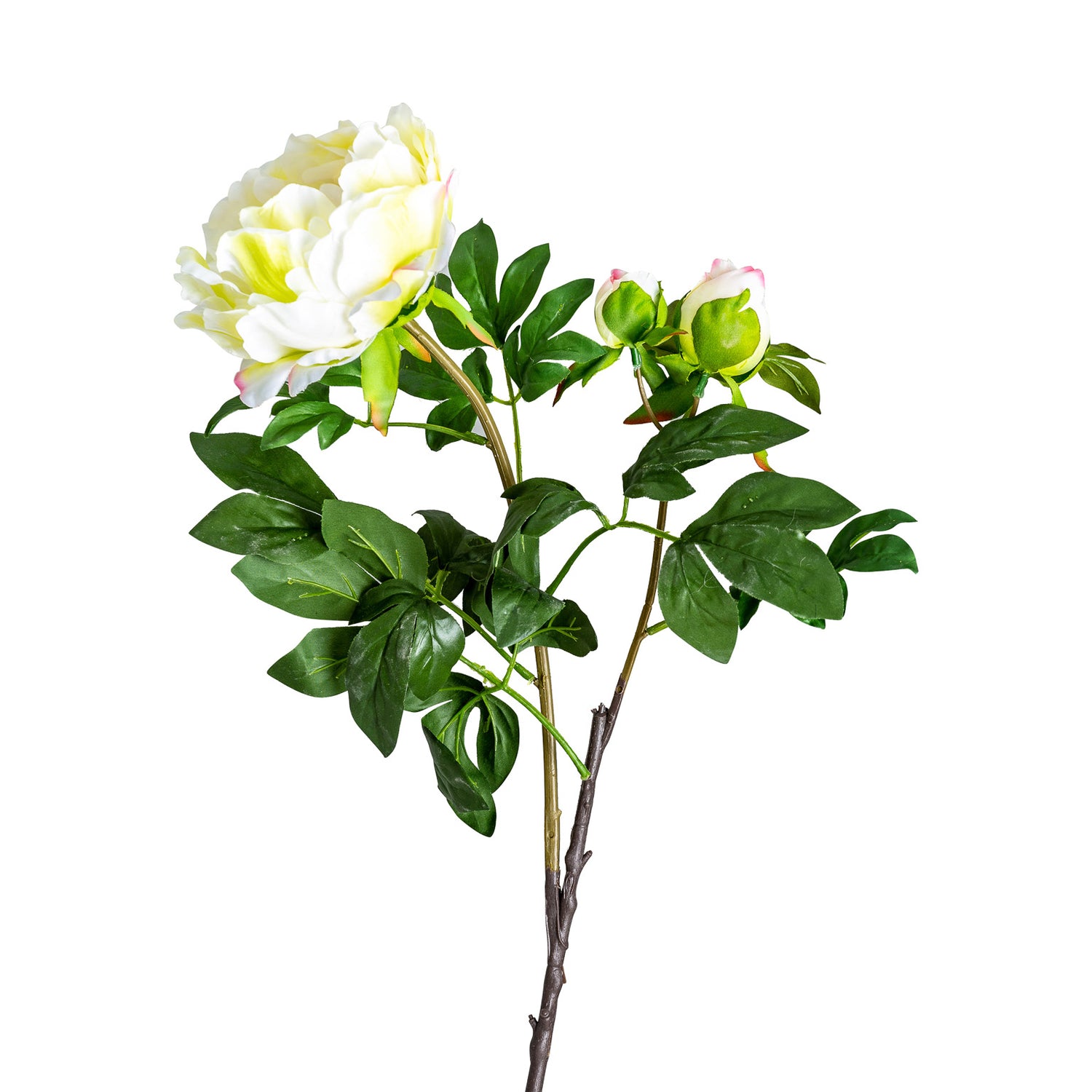 Rosa Bloem Klassiek 0x0x97 cm