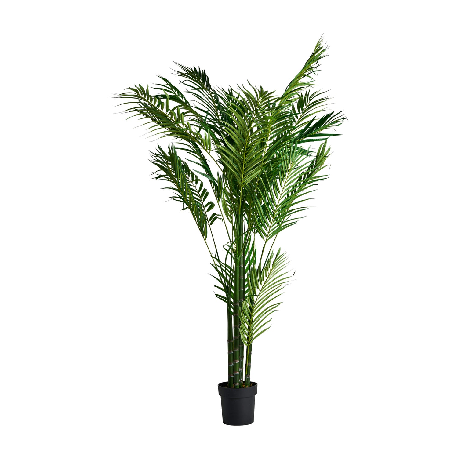 Palmera Plant Colonial 40x50x210 cm