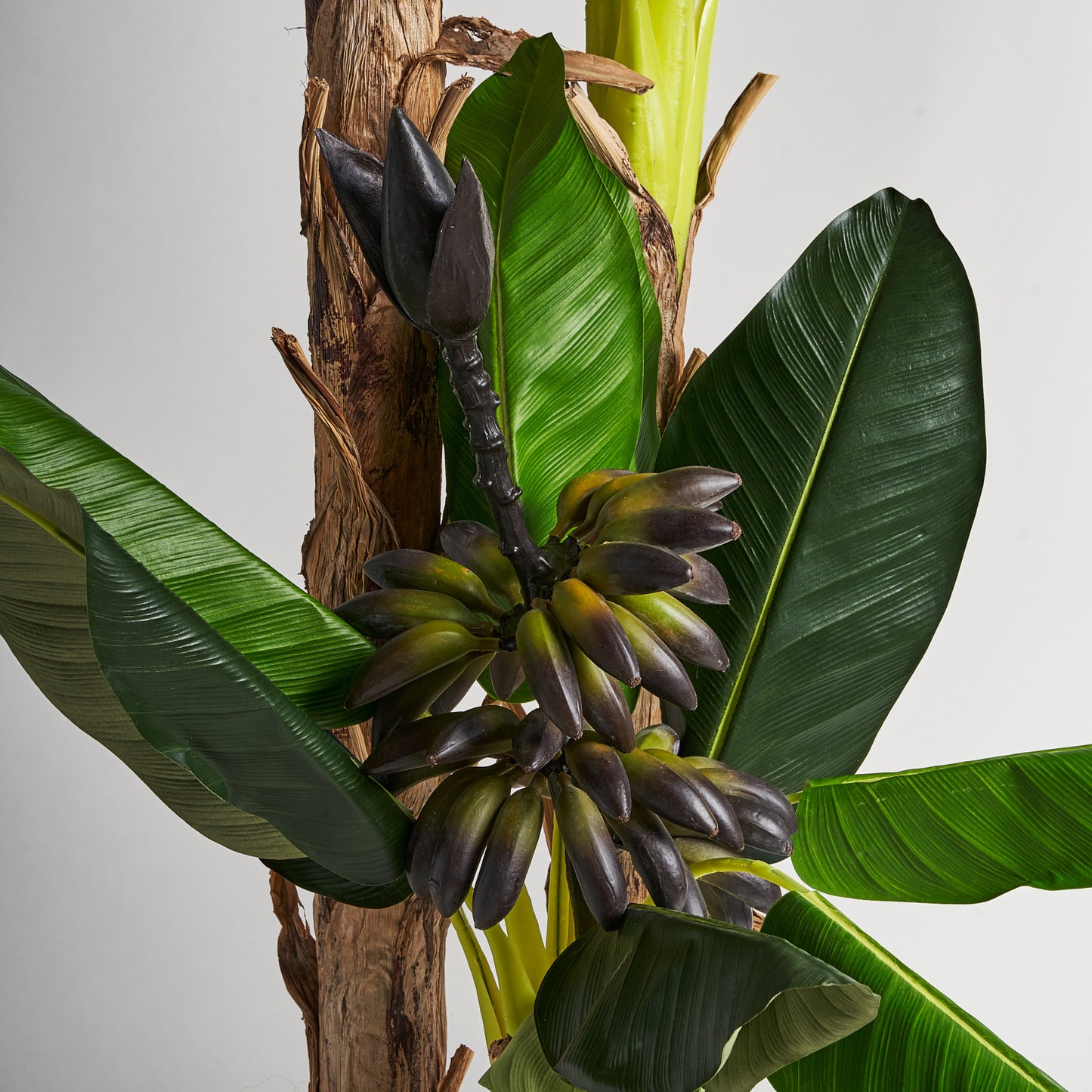 Platanero Plant 50x60x245 cm