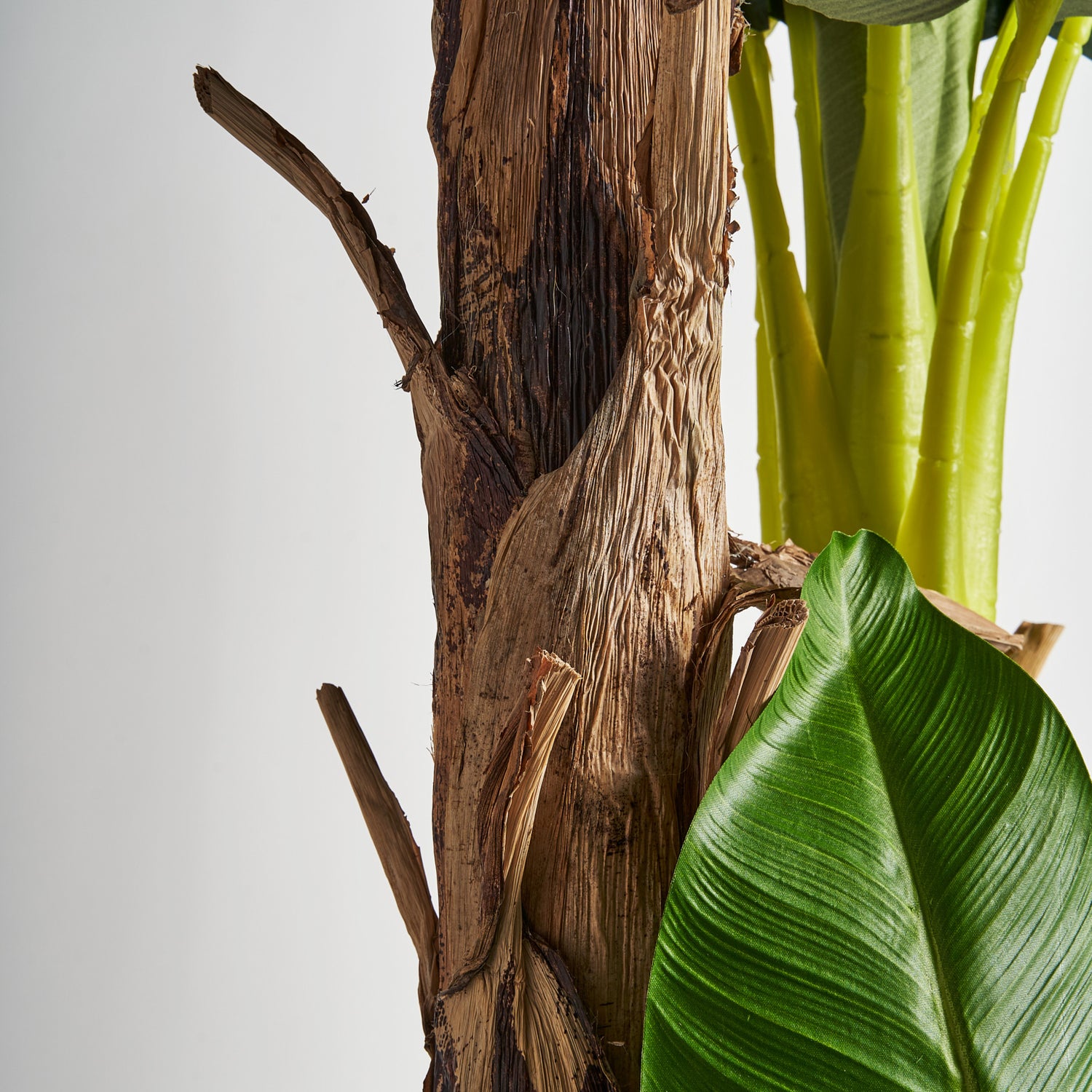 Platanero Plant 50x60x245 cm