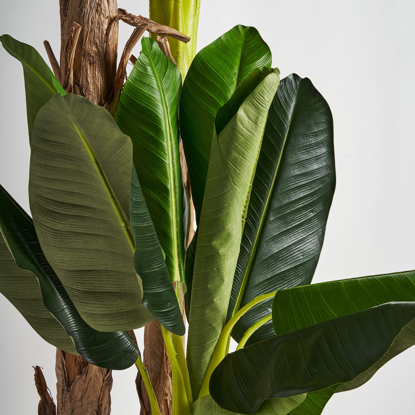 Platanero Plant 50x60x245 cm