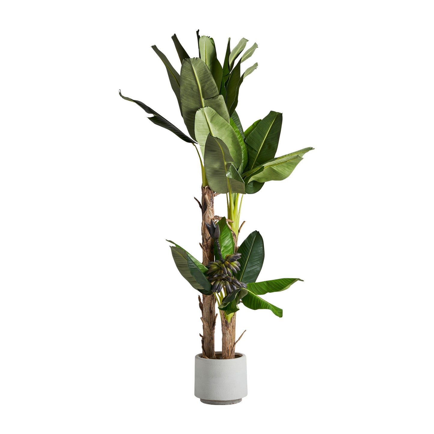 Platanero Plant 50x60x245 cm