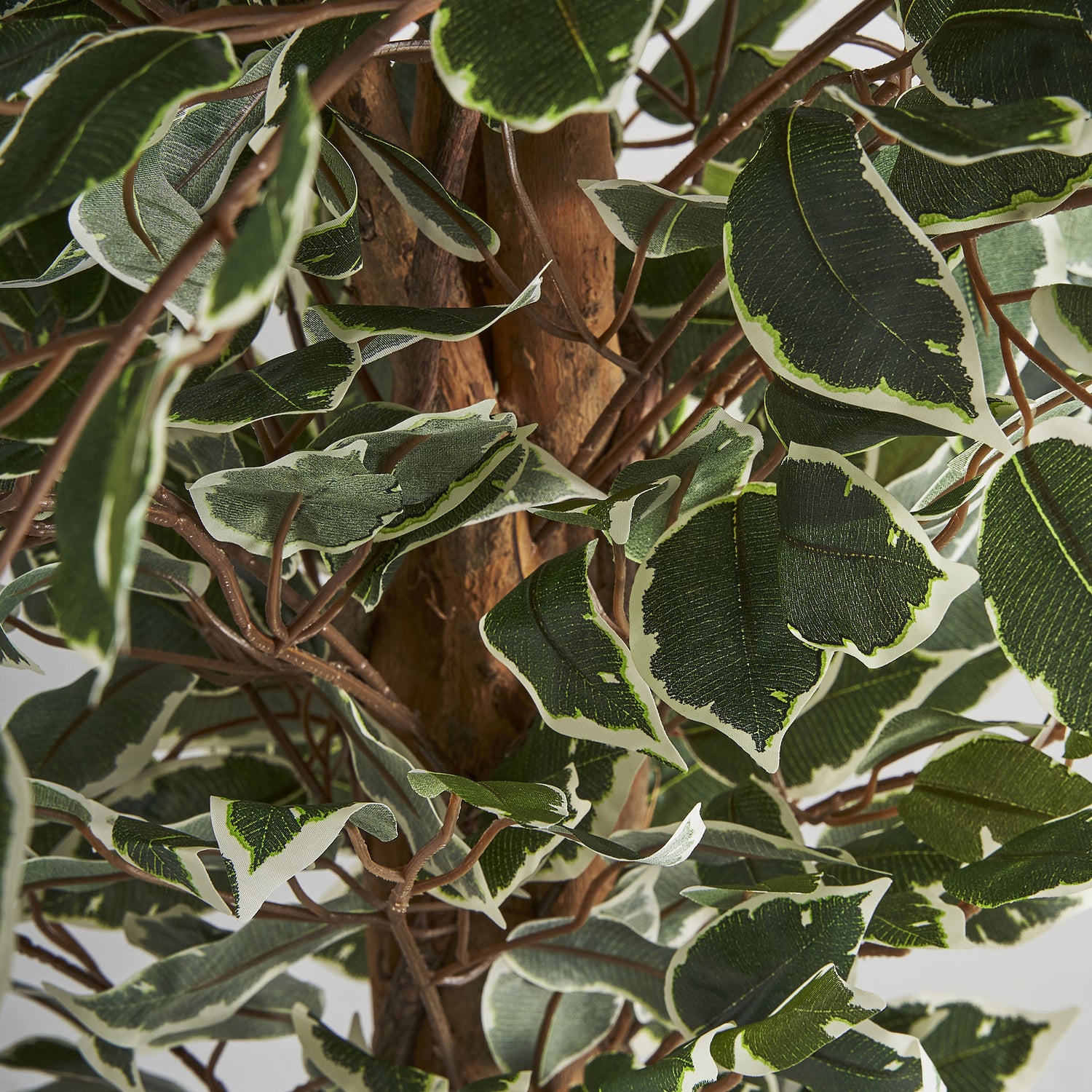 Ficus Plant Koloniale Stijl 80x70x175 cm