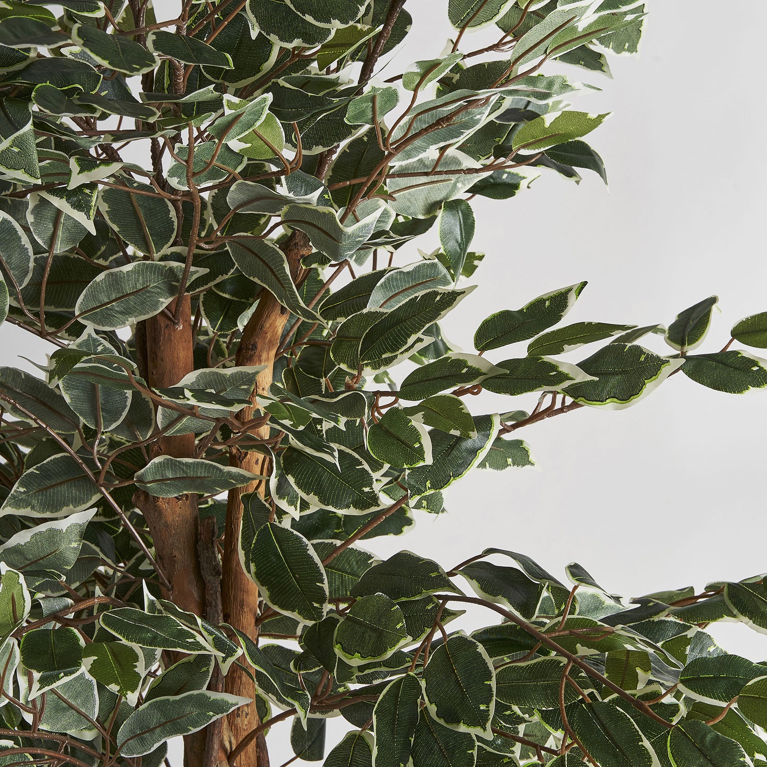 Ficus Plant Koloniale Stijl 80x70x175 cm