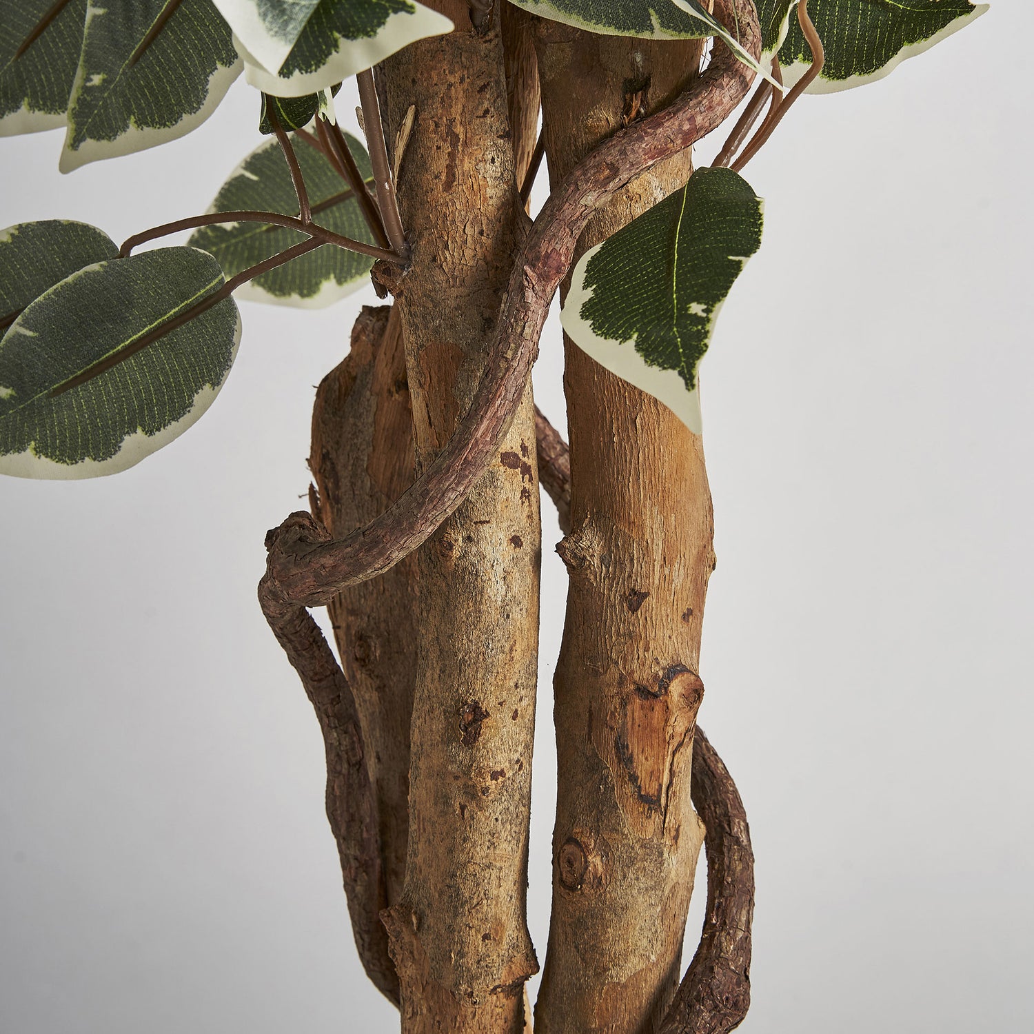 Ficus Plant Koloniale Stijl 80x70x175 cm