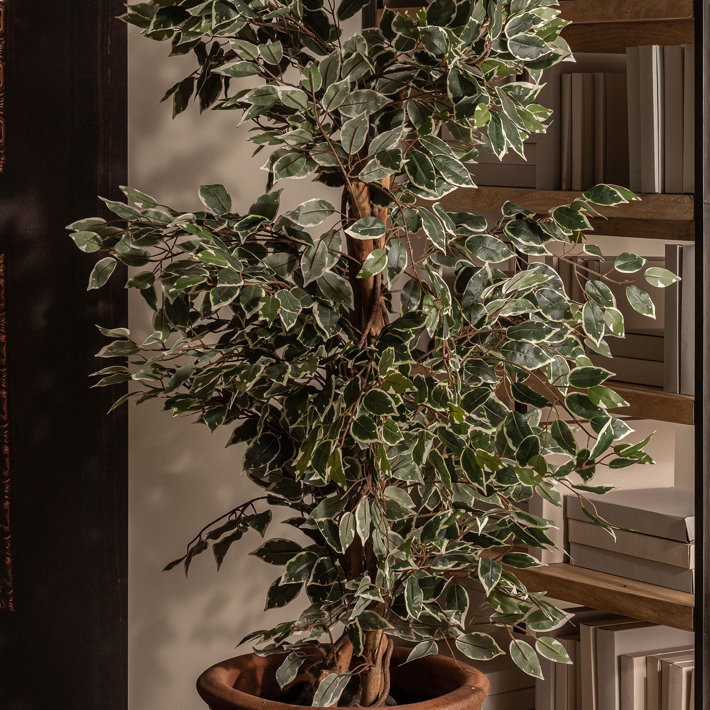 Ficus Plant Koloniale Stijl 80x70x175 cm