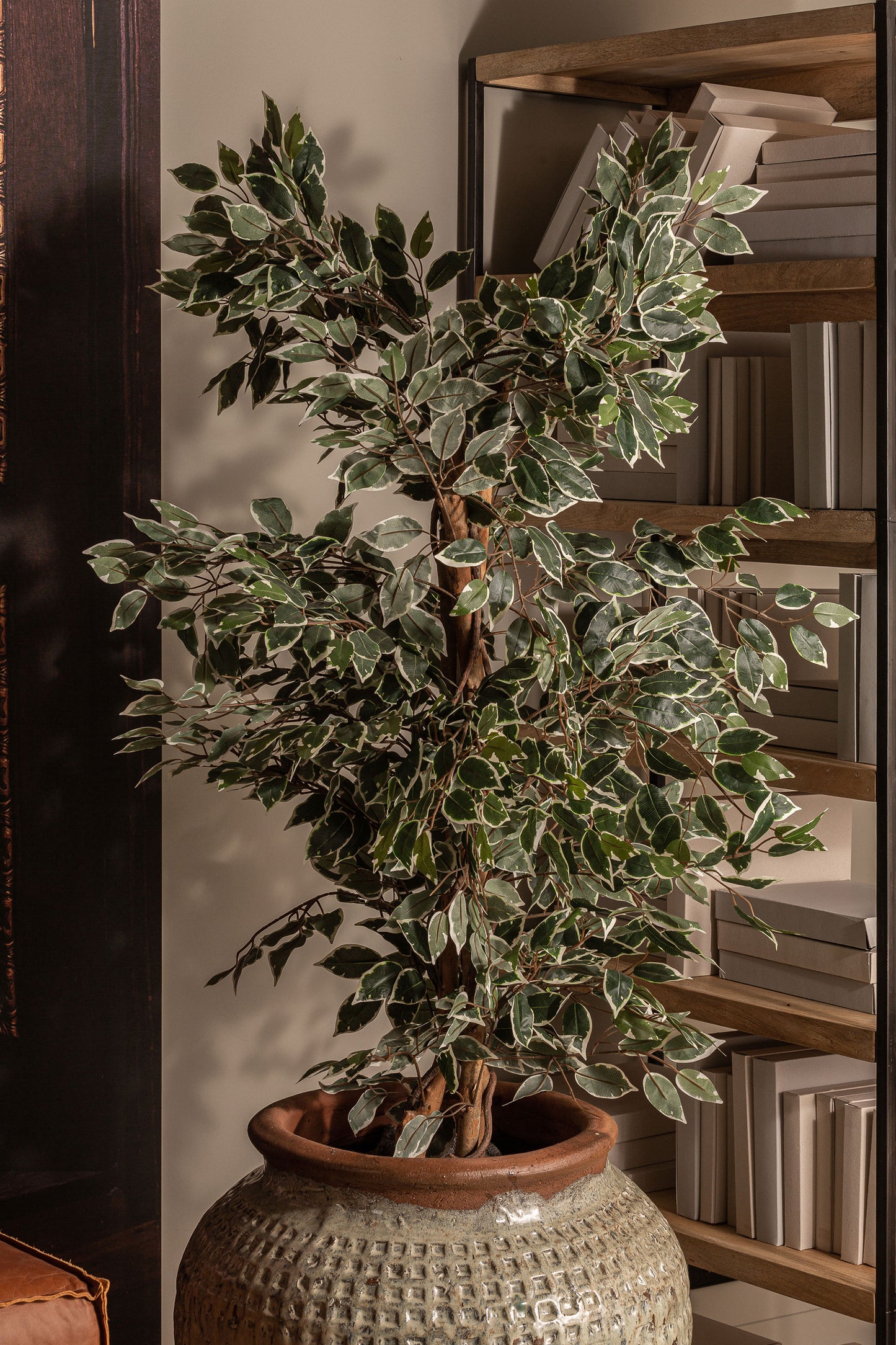 Ficus Plant Koloniale Stijl 80x70x175 cm