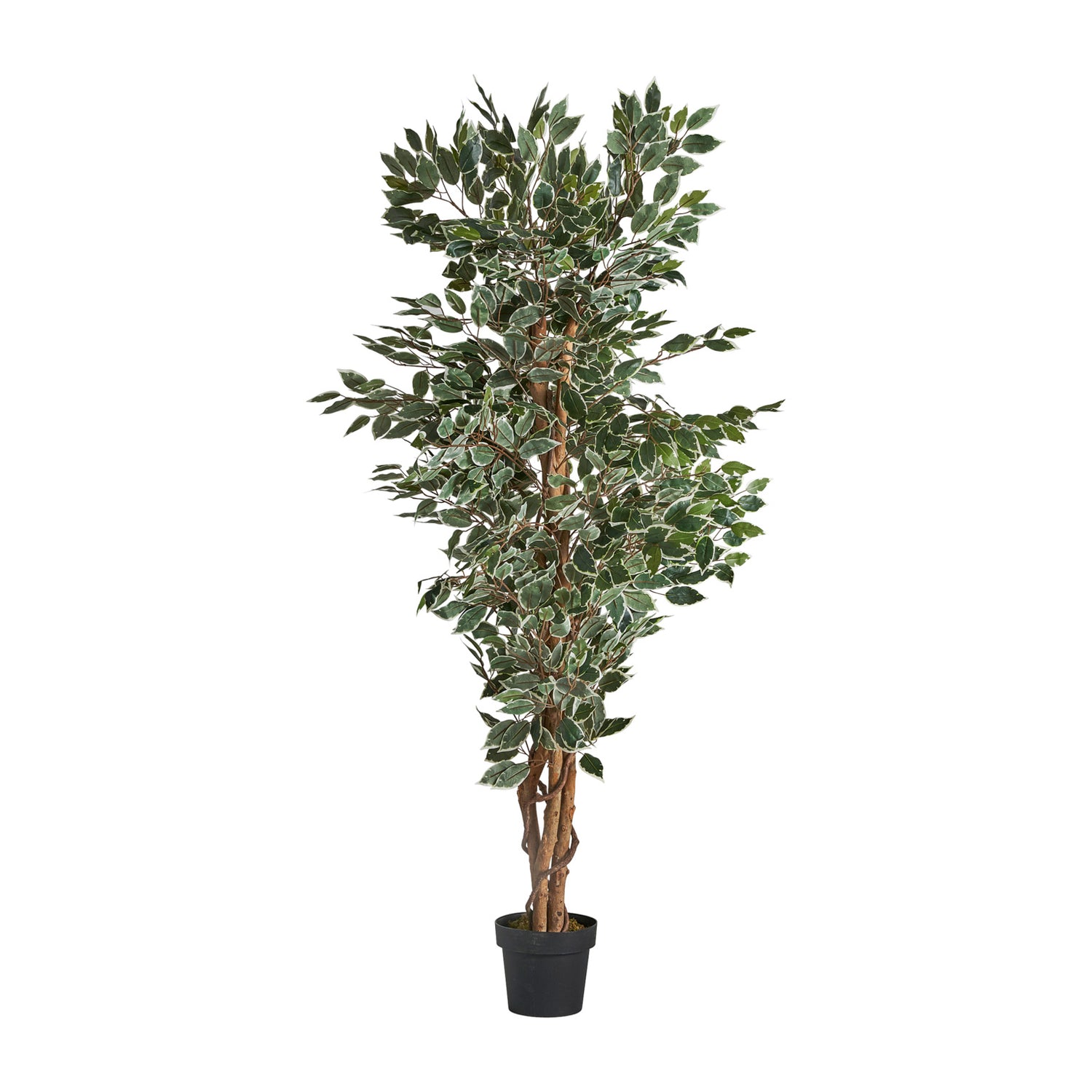 Ficus Plant Koloniale Stijl 80x70x175 cm