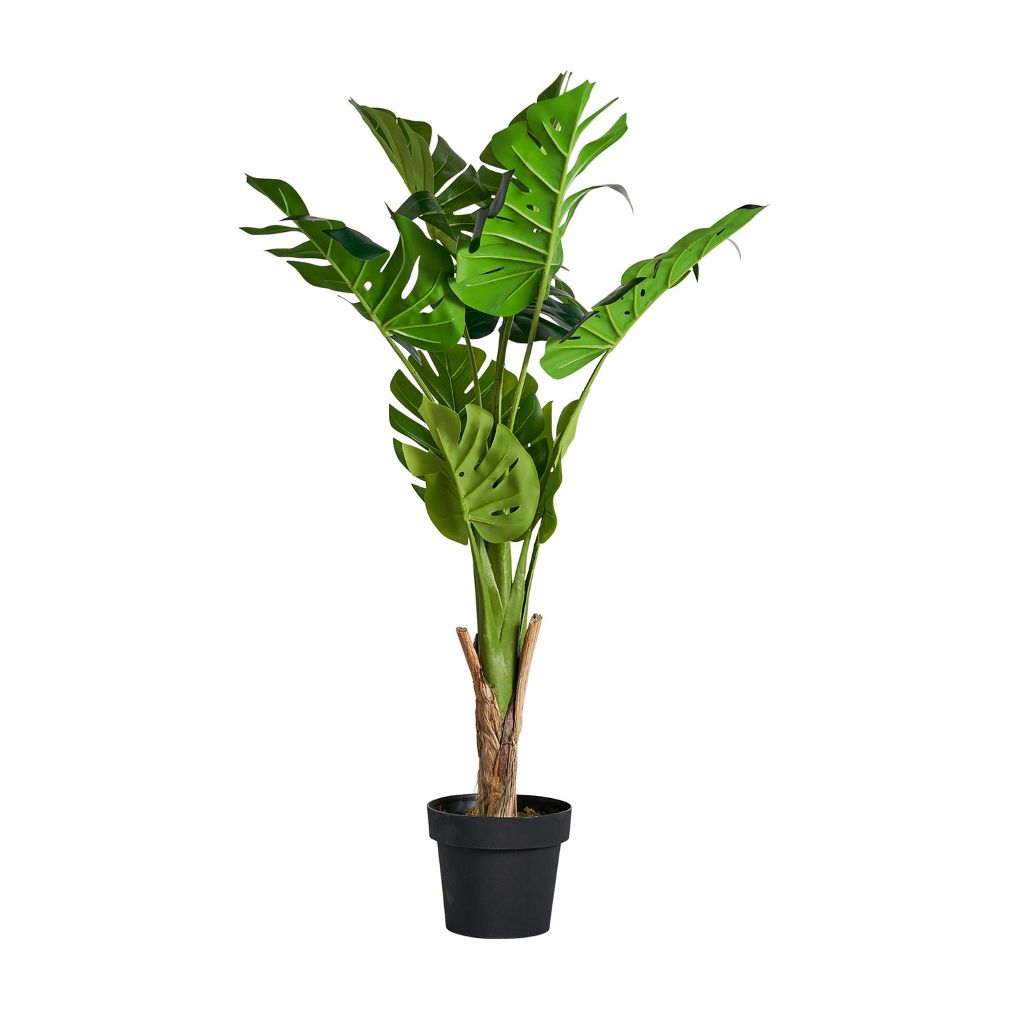 Monstera Plant Koloniaal 44x44x128 cm
