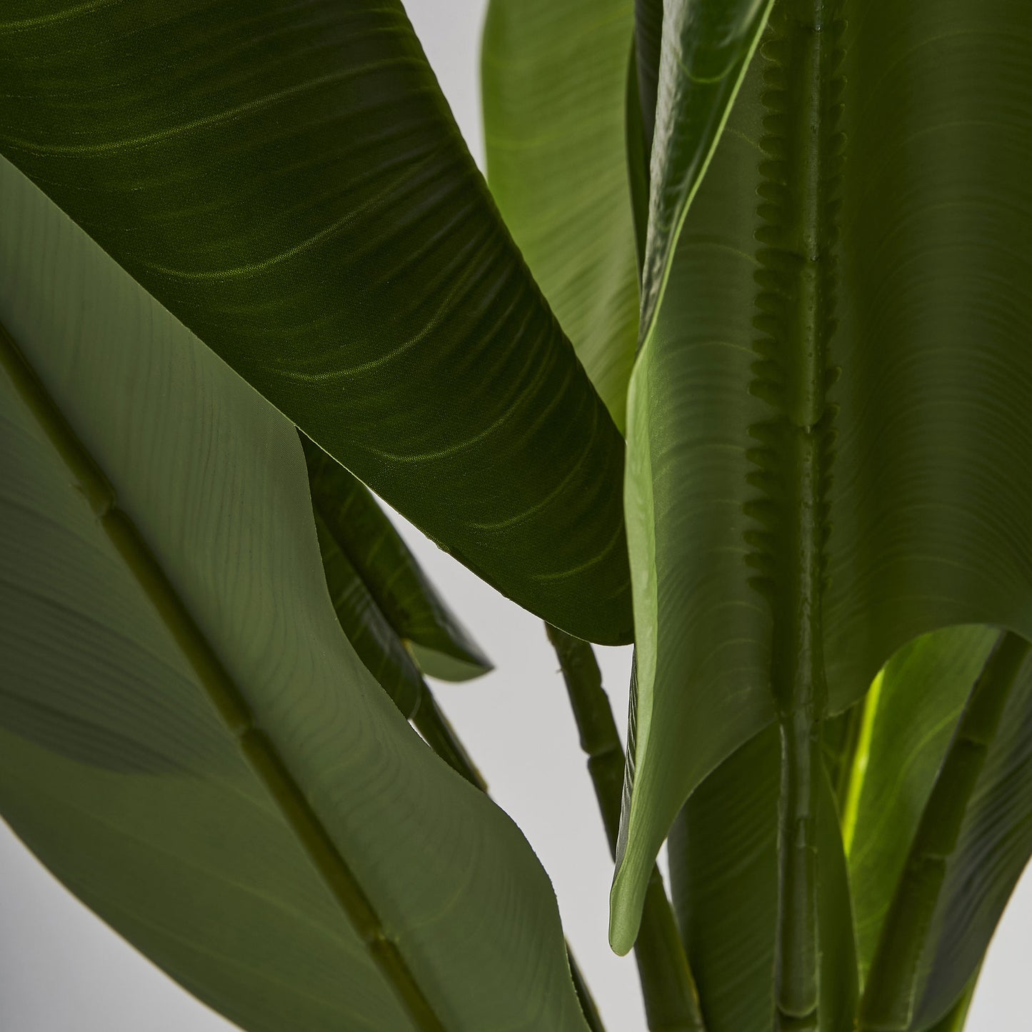 Bananera Plant Colonial 60x60x165 cm
