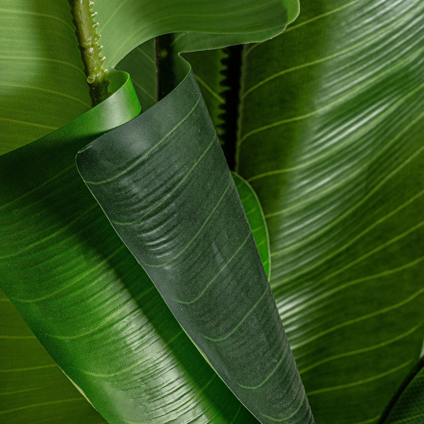 Bananera Plant Koloniaal 60x60x135 cm