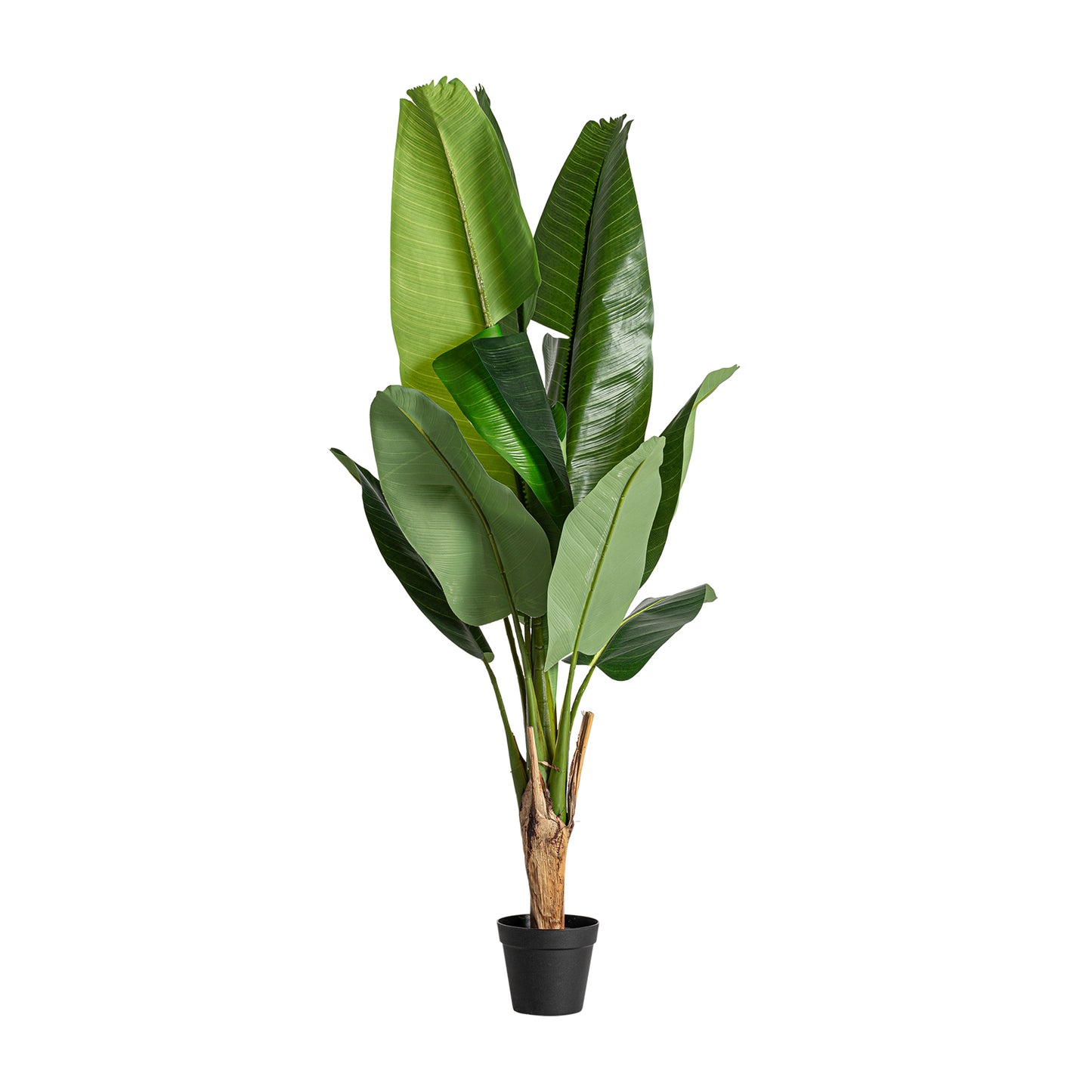 Bananera Plant Koloniaal 60x60x135 cm