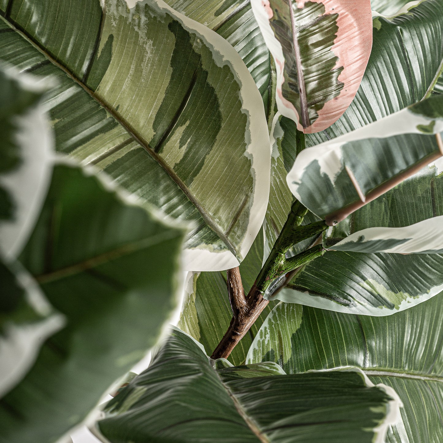Roble Blanco Plant 75x75x178 cm