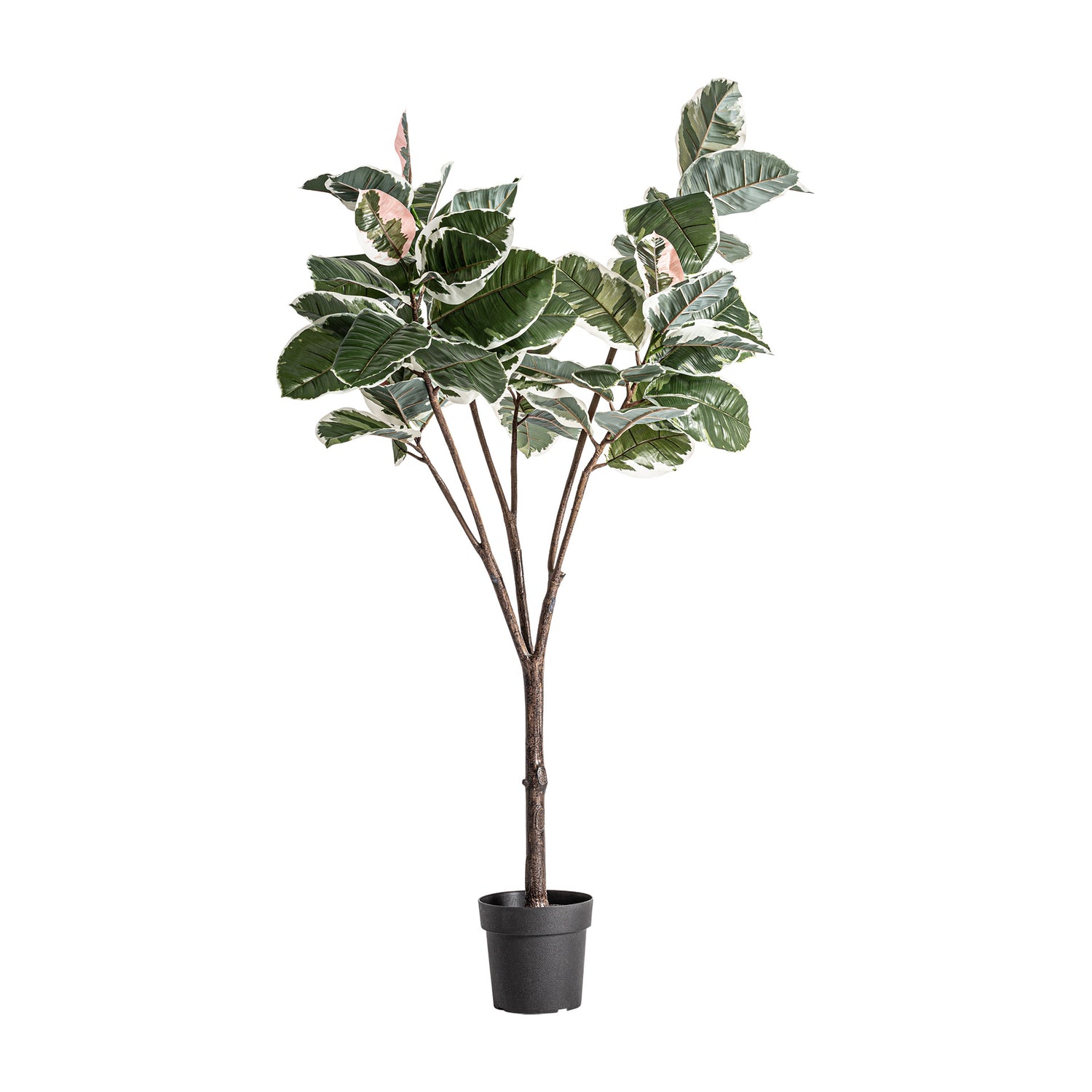 Roble Blanco Plant 75x75x178 cm