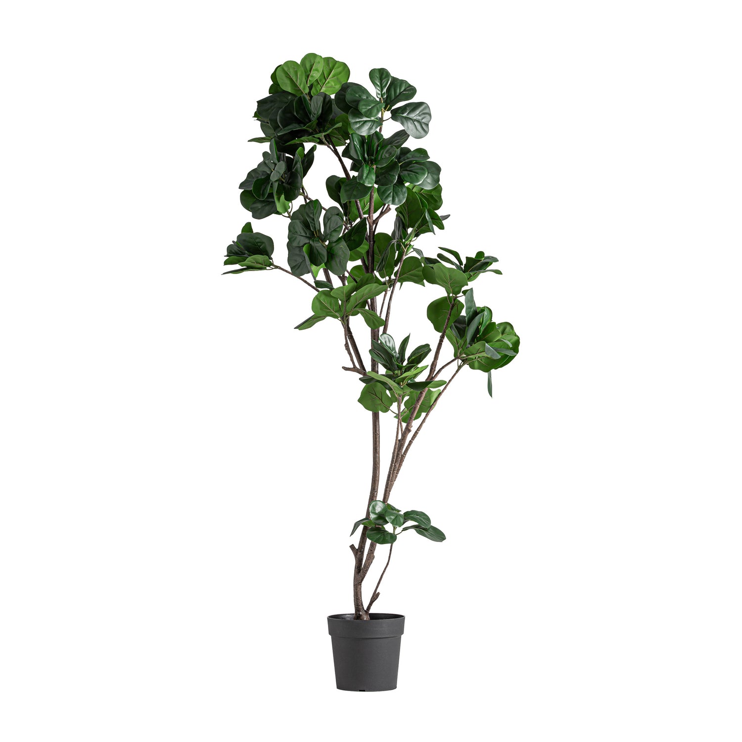 Ficus Plant Klassiek 70x70x187 cm
