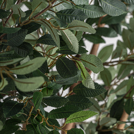 Ficus Plant 90x90x210 cm