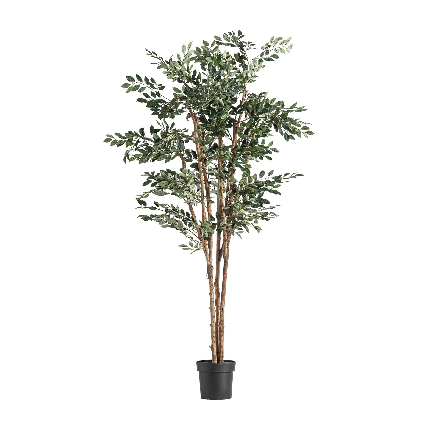 Ficus Plant 90x90x210 cm
