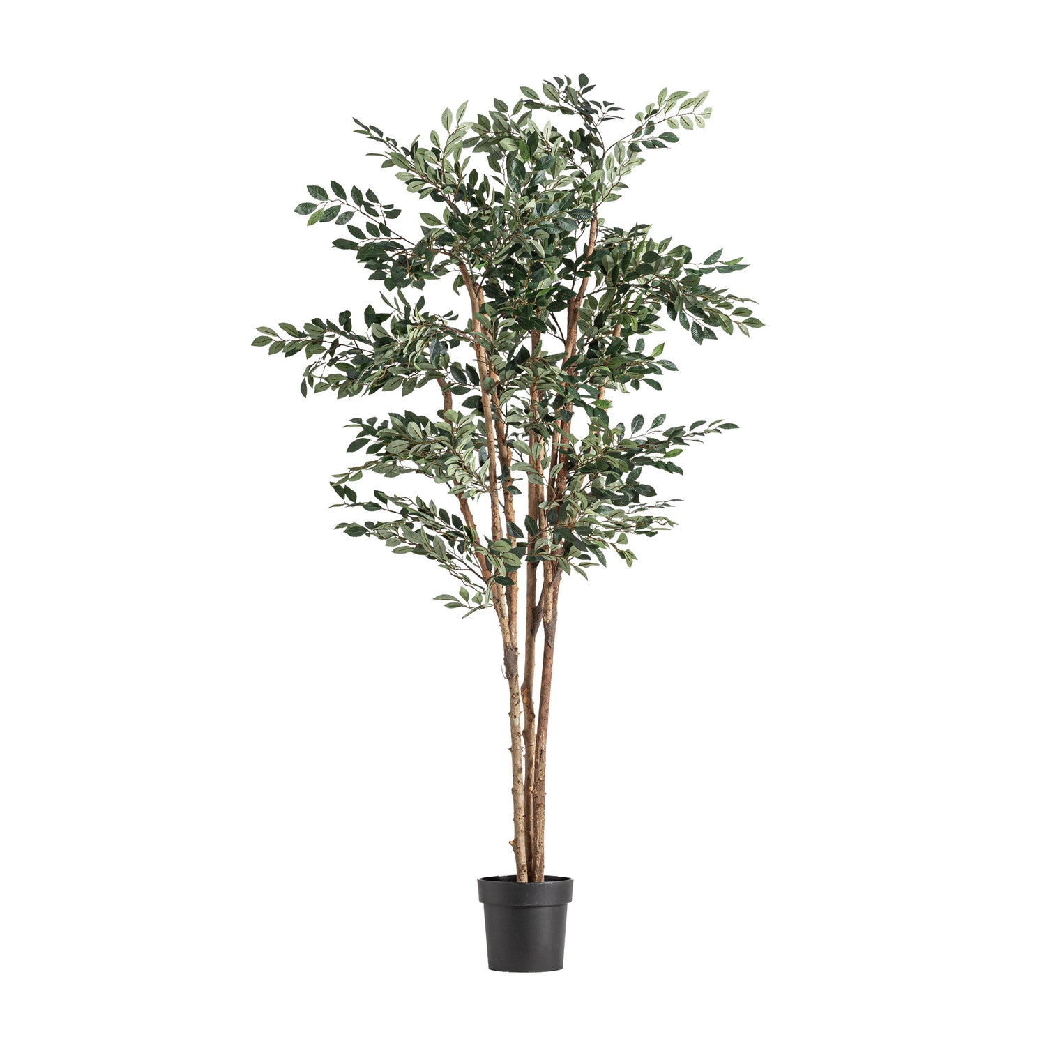 Ficus Plant 90x90x210 cm