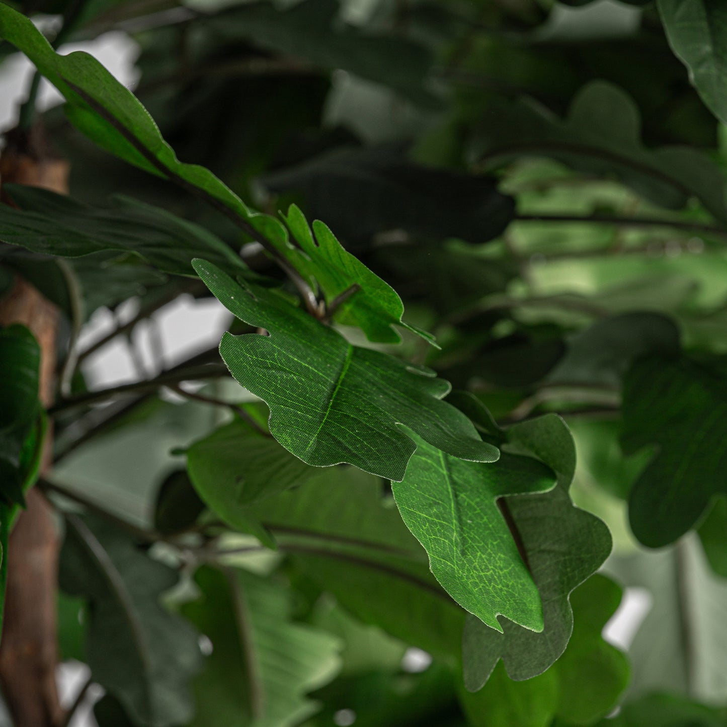 Roble Plant 90x70x210 cm