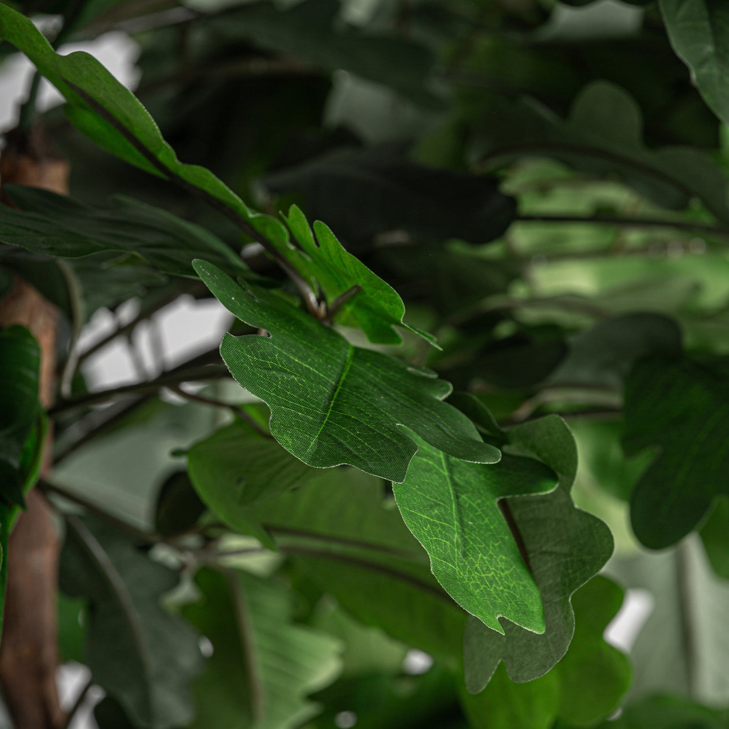 Roble Plant 90x70x210 cm